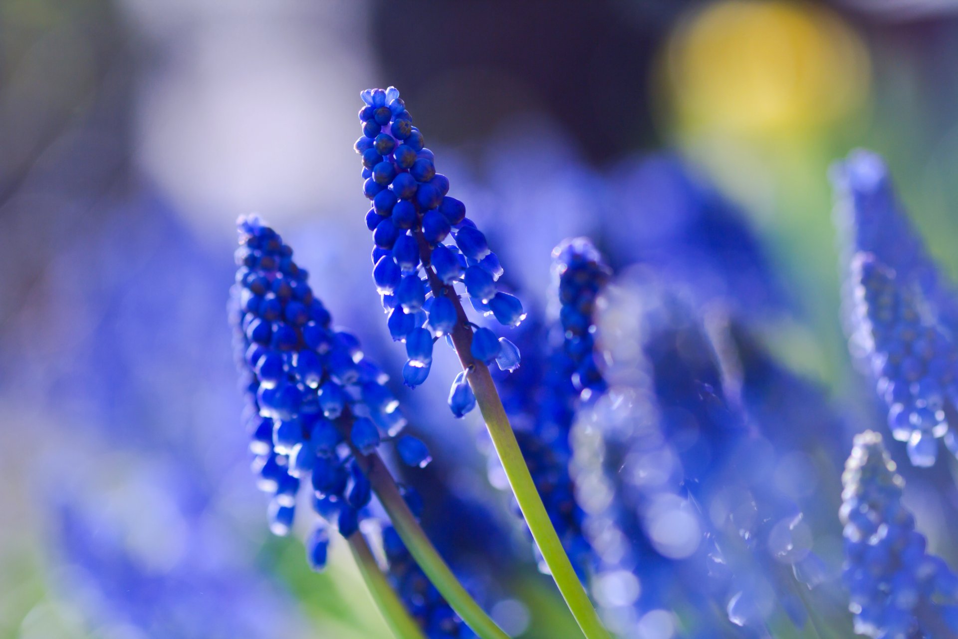 muscari blau feld makro unschärfe