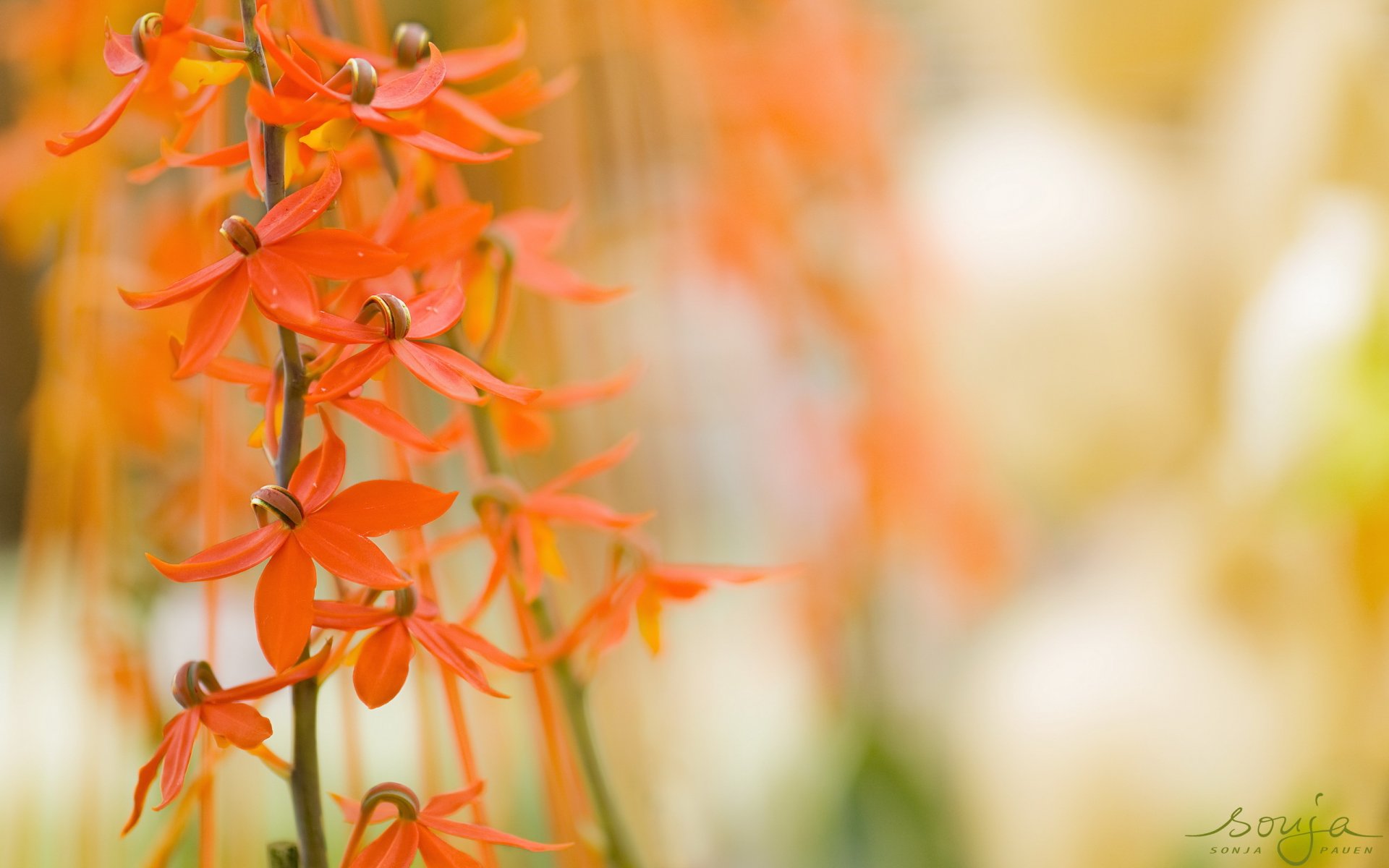 fleurs été nature