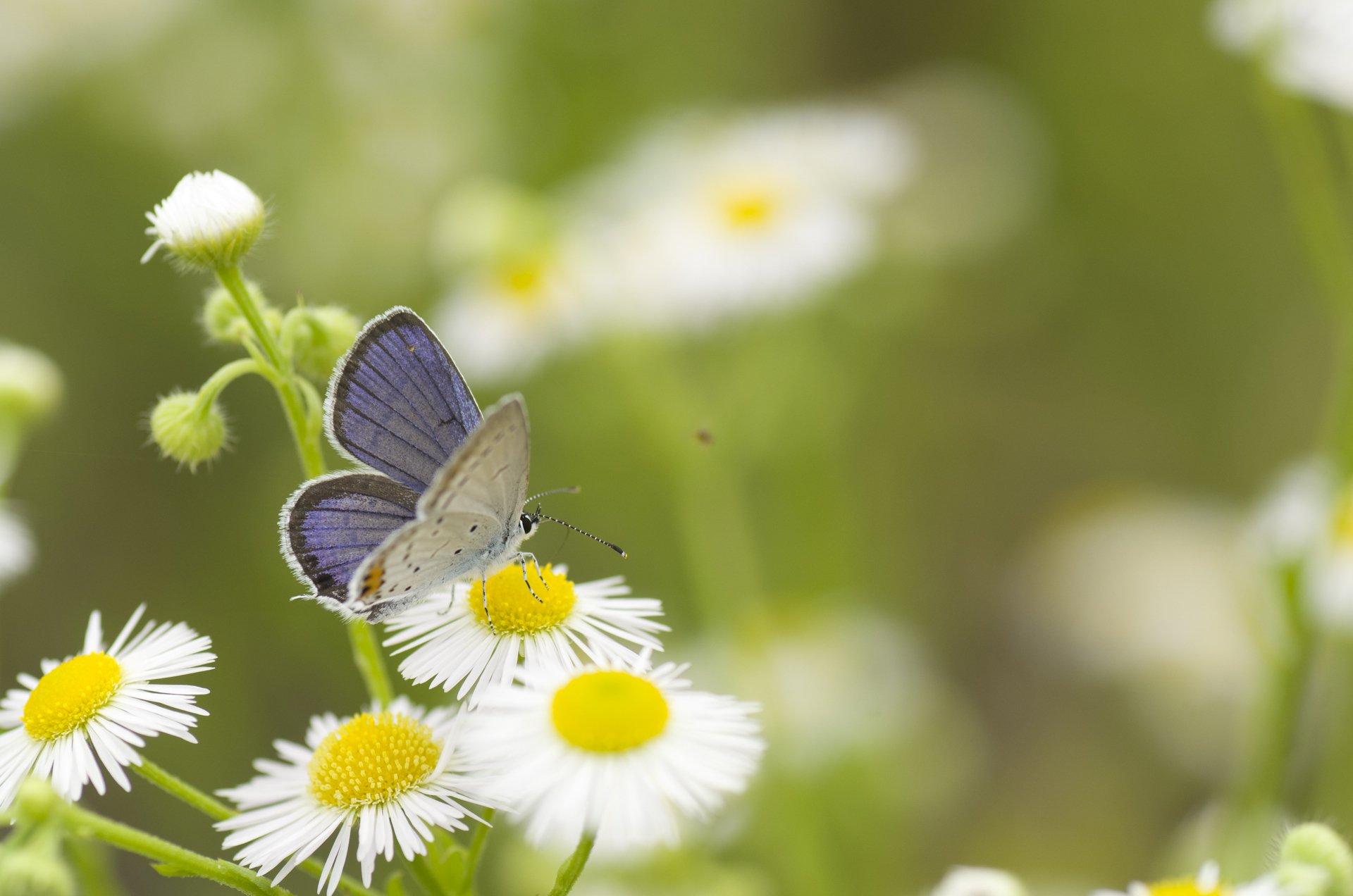 stokrotki biały kwiaty motyl zieleń trawa lato natura makro