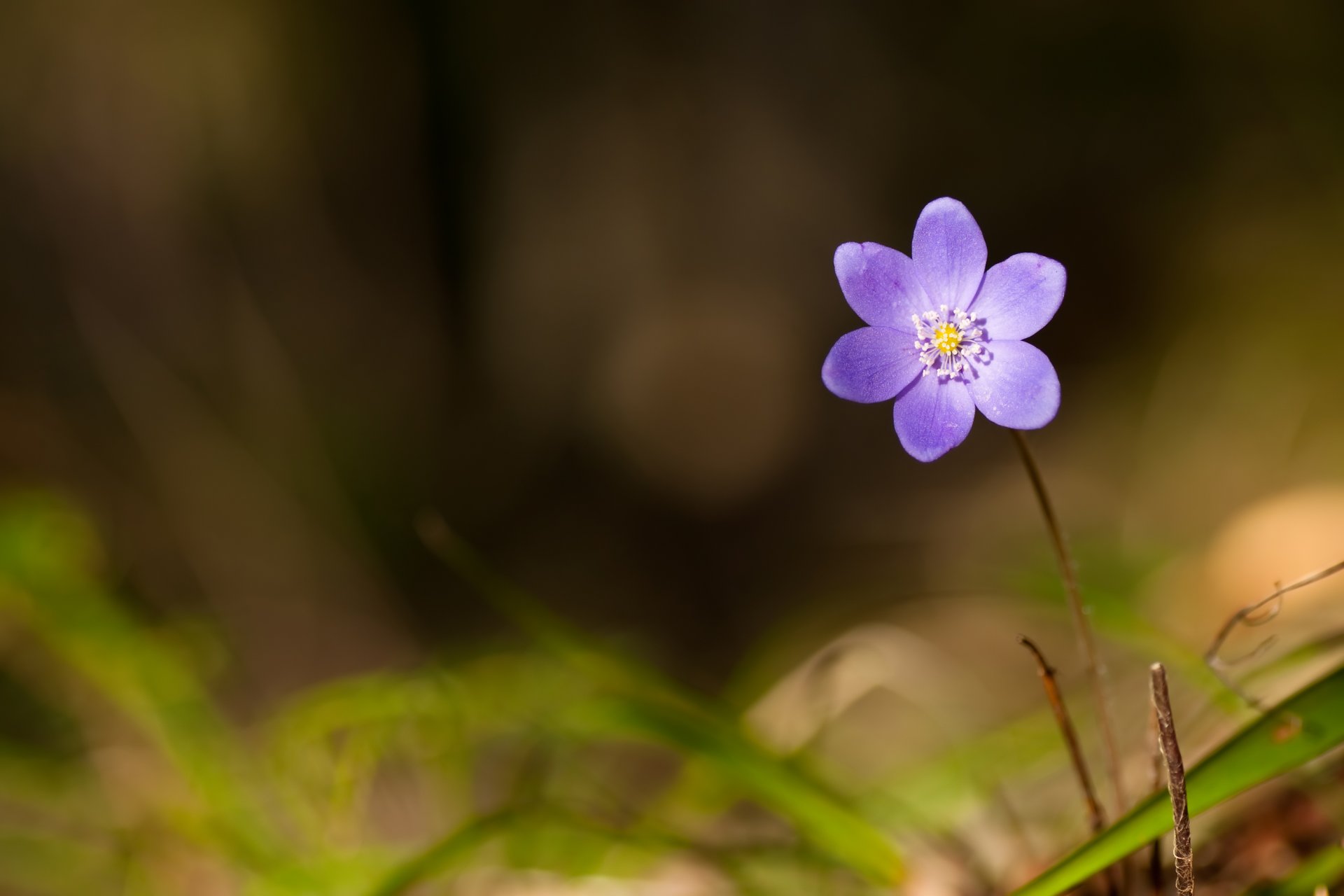 violette forêt printemps