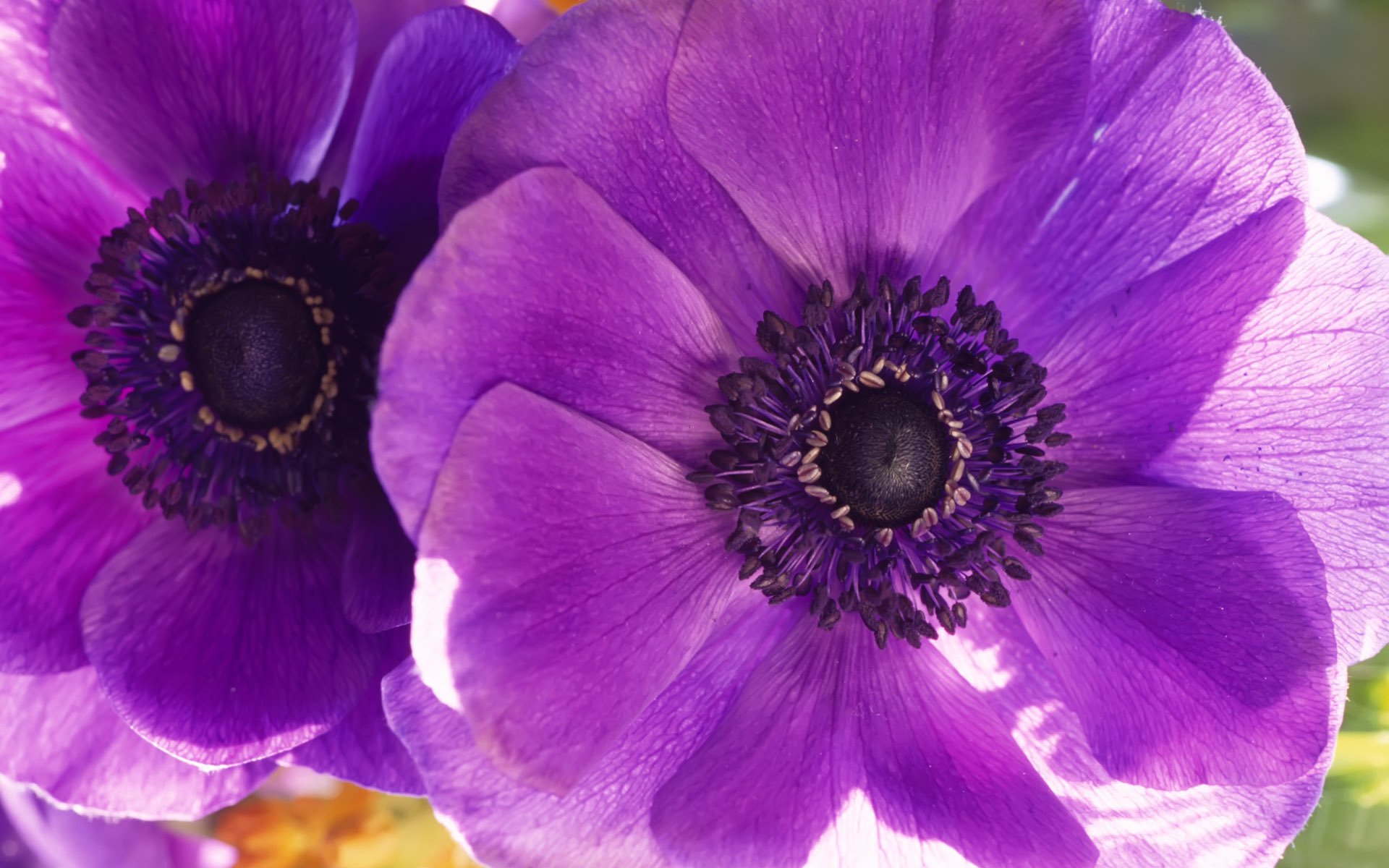 coquelicots fleurs macro fleur violet pétales deux