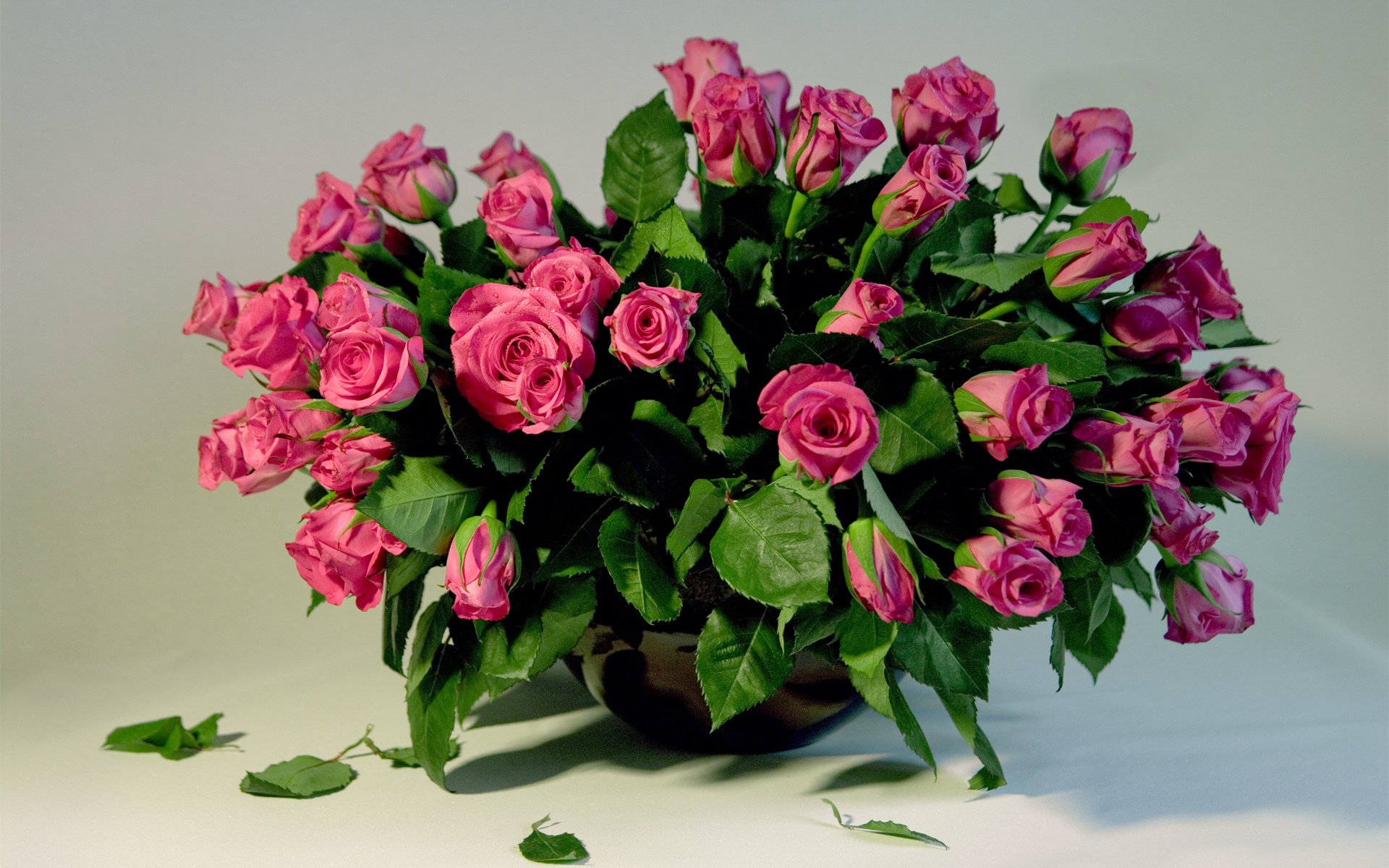 rosen schön rose rosa blumenstrauß riesig blumen blume natur knospen blütenblätter schönheit schön liebe gefühle urlaub