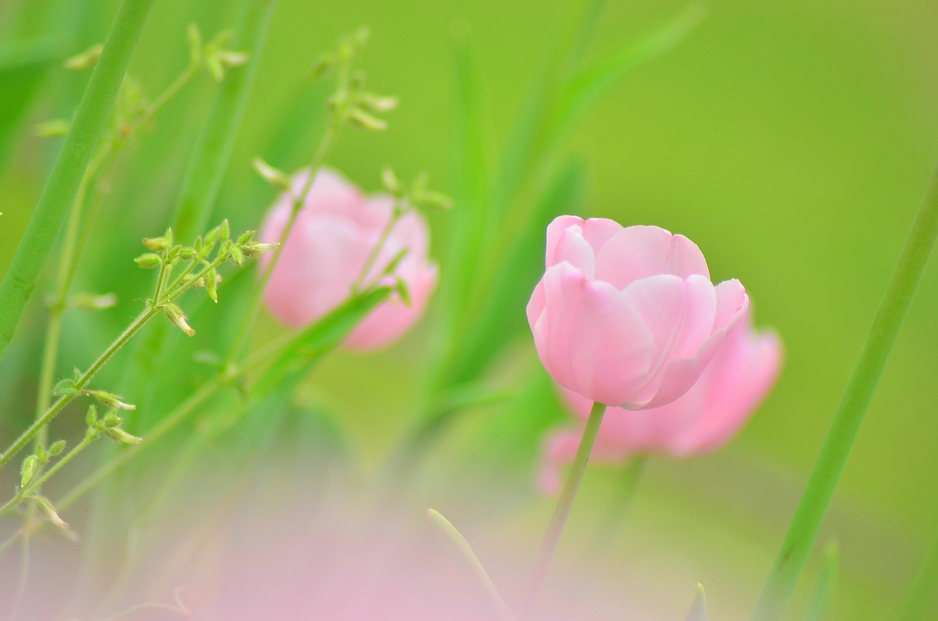 tulipan różowy bud kwiat rośliny zieleń zielony kolor wiosna rozmycie makro