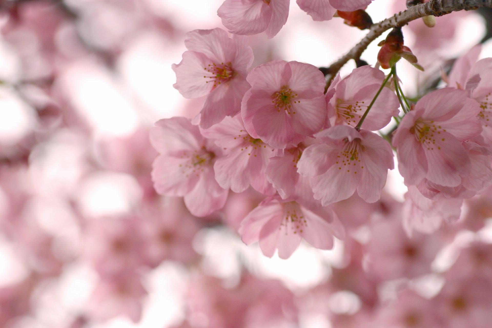 kwitnienie wiosna sakura różowe kwiaty płatki gałęzie gałęzie drzewa niebo makro