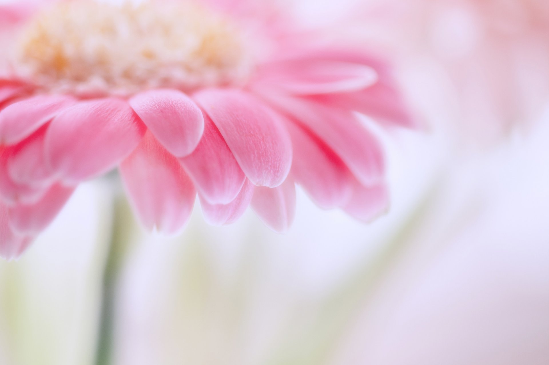 gerbera pink flower petals tender blur focus close up