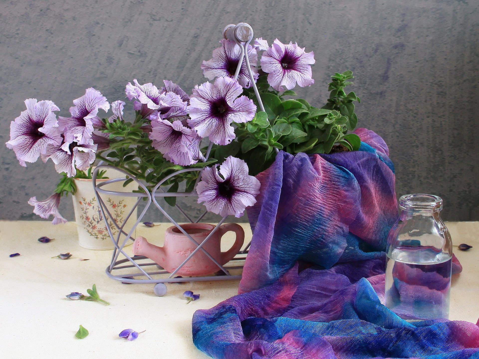 petunia petunias flowers beautiful delicate garden field bouquet lilac spring summer tenderness tender beautiful beauty flowers flower petals nature water watering can bottle fabric