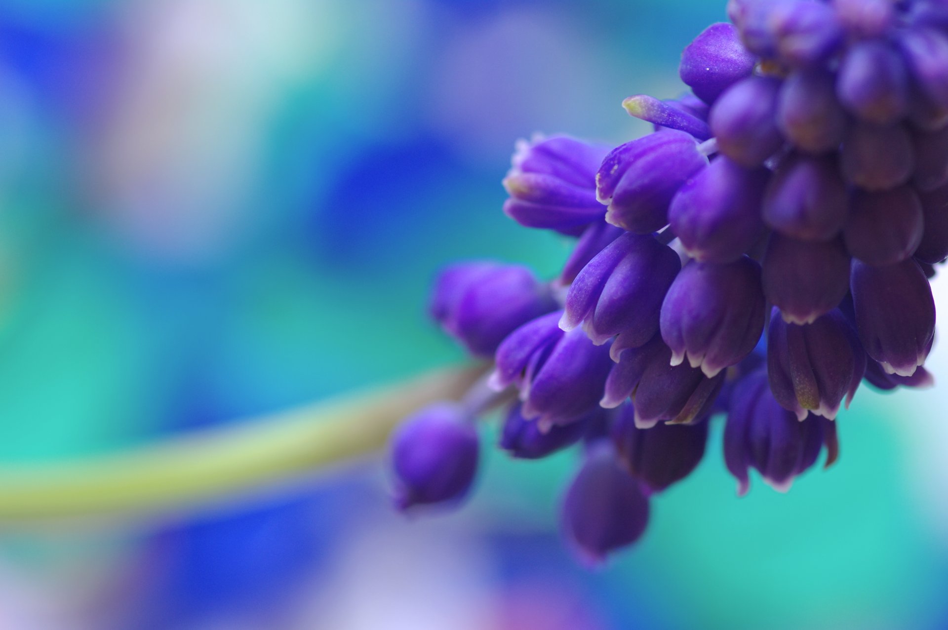 blume muscari blau hellblau farbe frühling natur makro