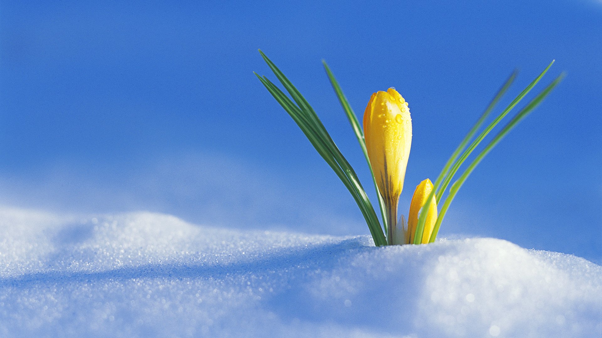 gelber krokus schnee gekeimt