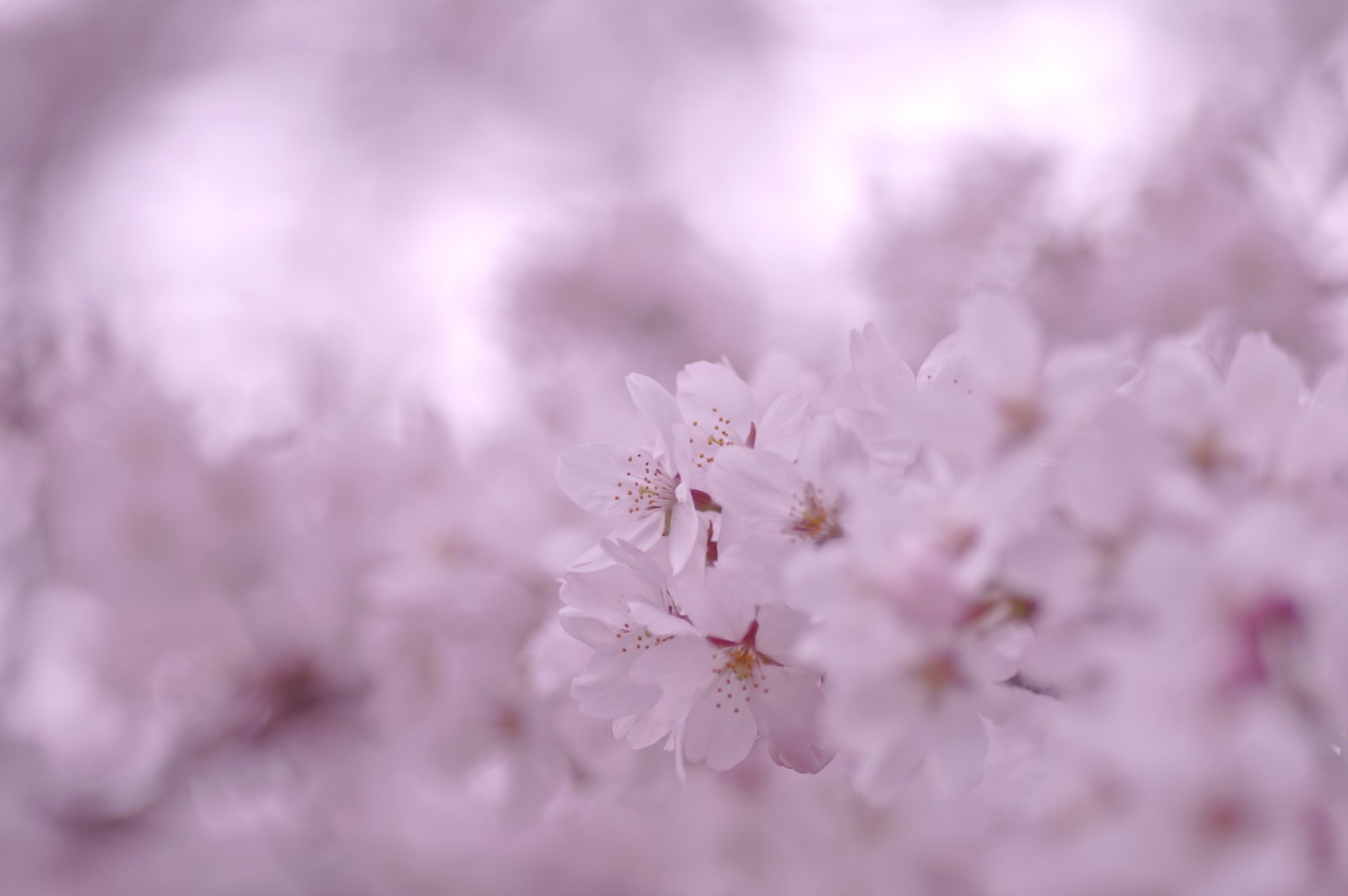 sakura kwiaty kwitnienie płatki gałęzie wiosna różowy kolor rozmycie makro