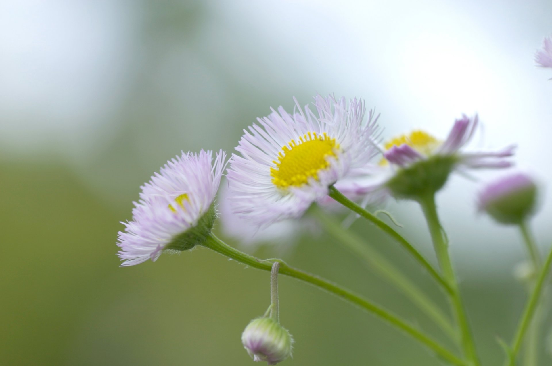 blume pflanze kamille blütenblätter weiß gelb grün farbe grün natur licht morgen makro