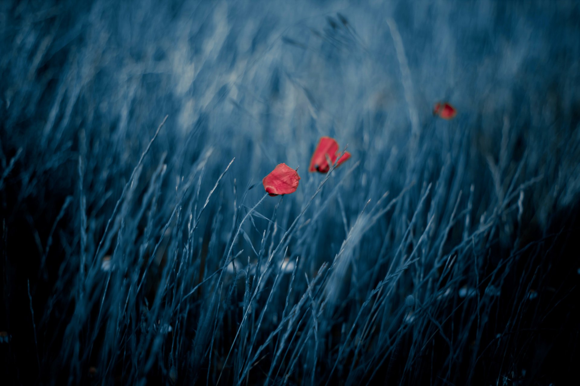 feld mohn wind natur bokeh