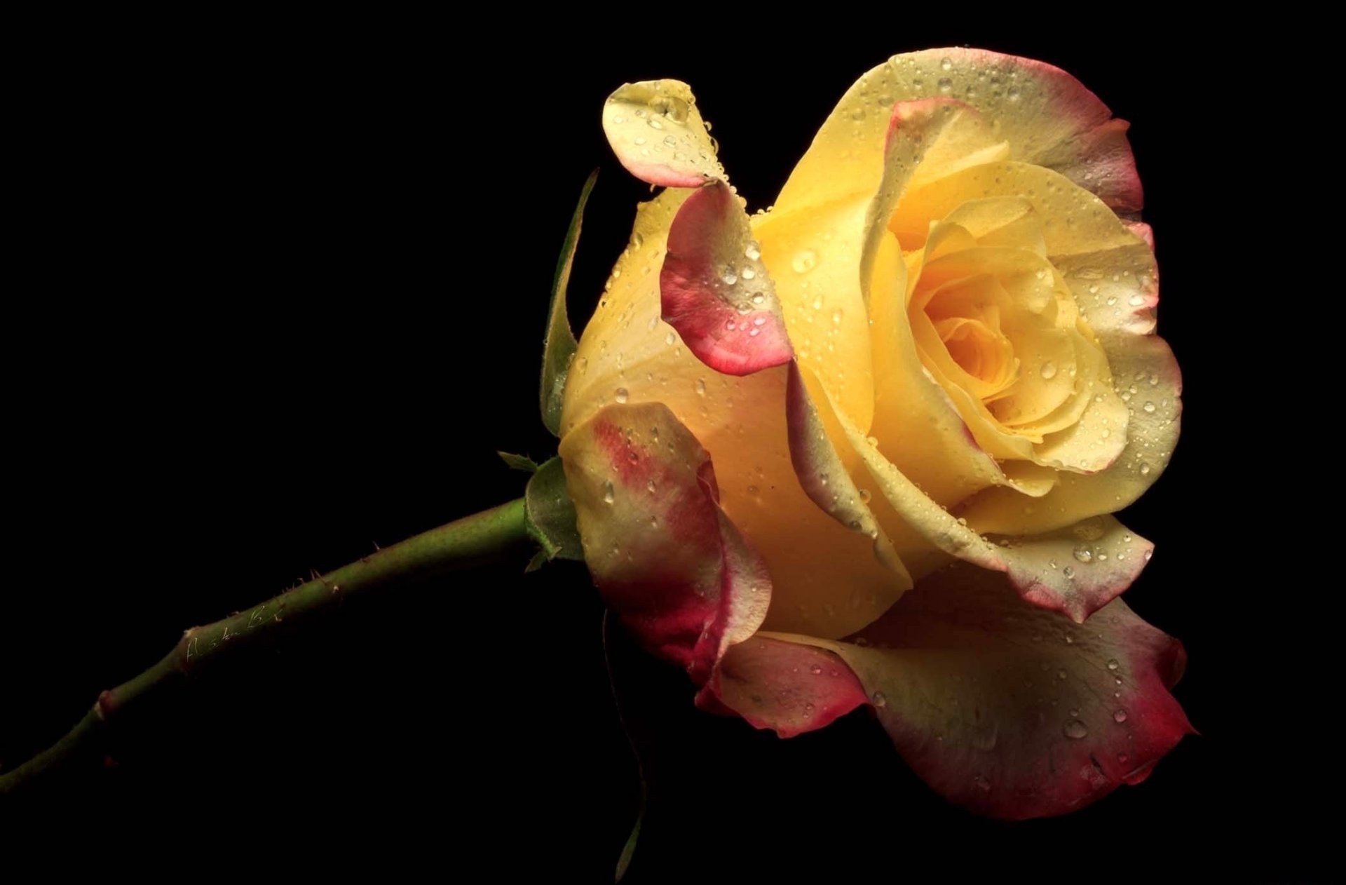 flowers flower rose yellow petals pink black background