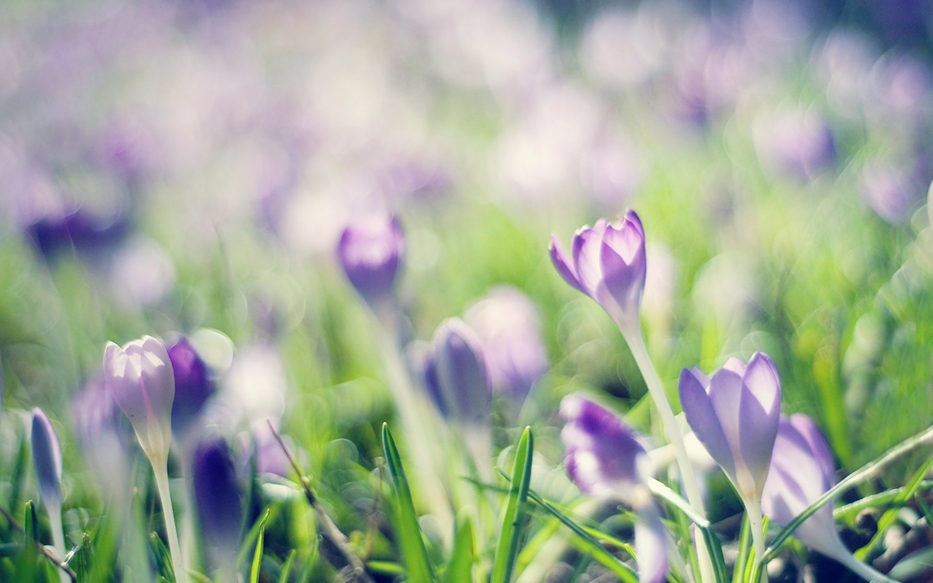 crocuses spring lilac