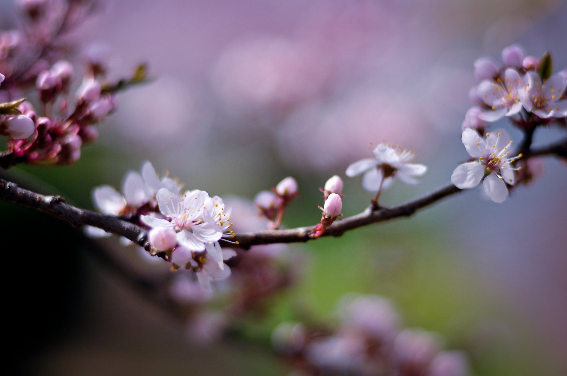 kirsche zweig zweig blüte rosa blumen blütenblätter licht unschärfe frühling natur makro