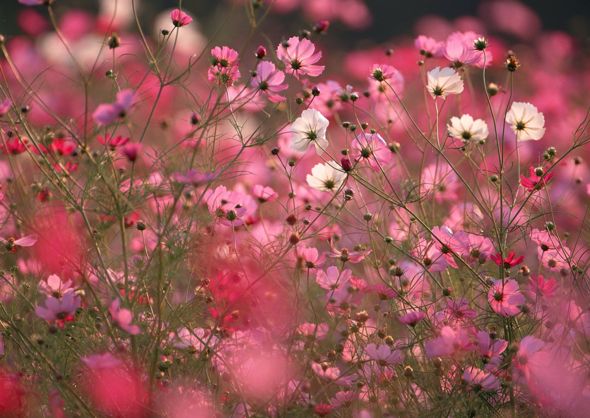 pole kwiaty cosmea różowe makro