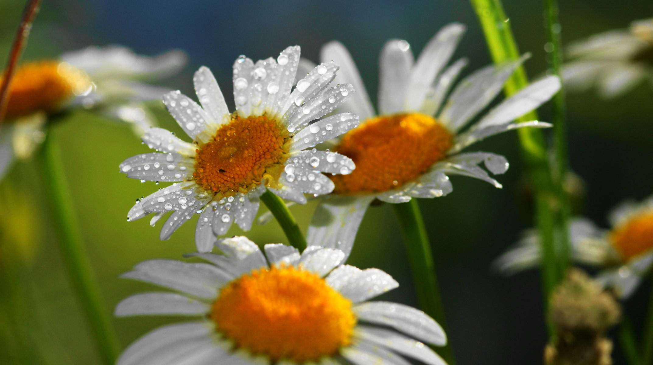 chamomile flower drops nature