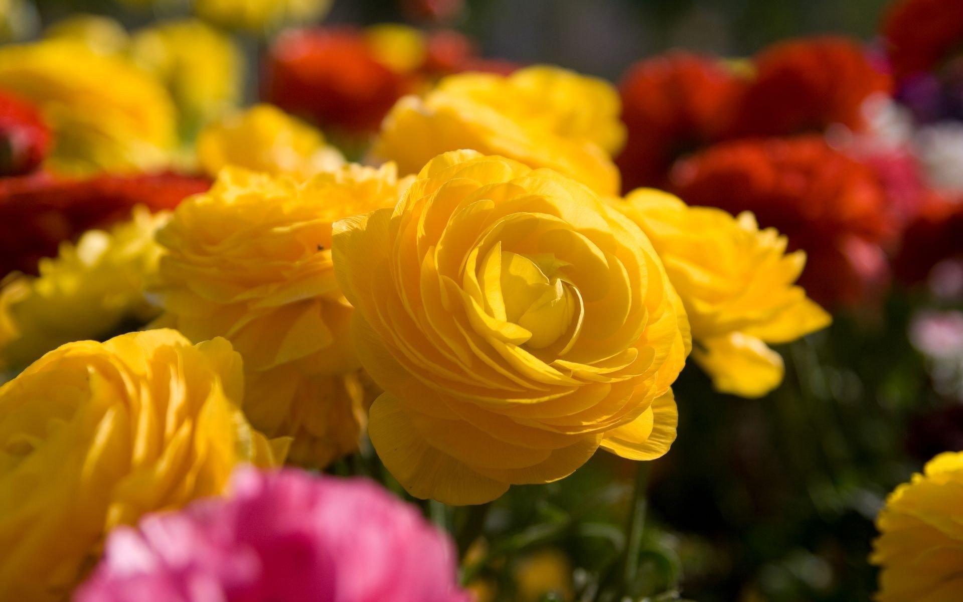 rose fiori giallo vari bouquet macro