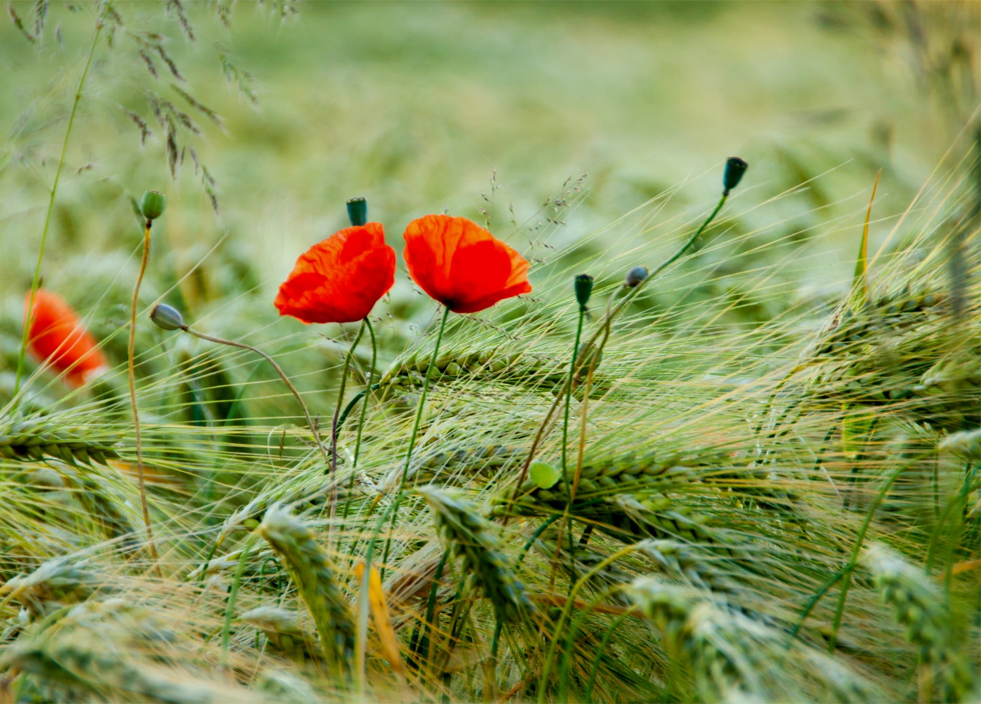 poppies red petals flower buds the field spikes close up blur