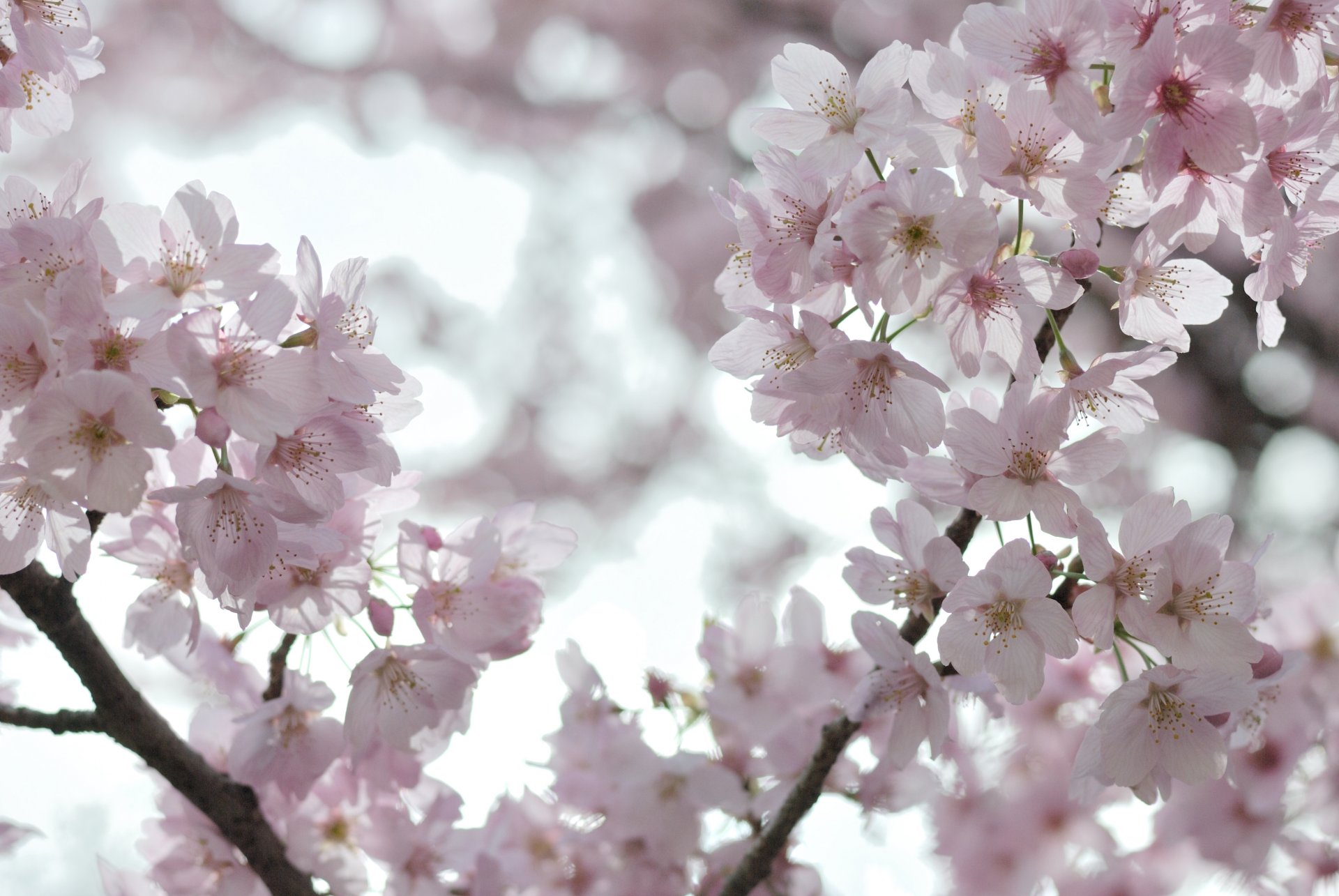 floraison fleurs sakura cerise blanc rose pétales branches branches arbres lumière ciel printemps tendresse légèreté macro