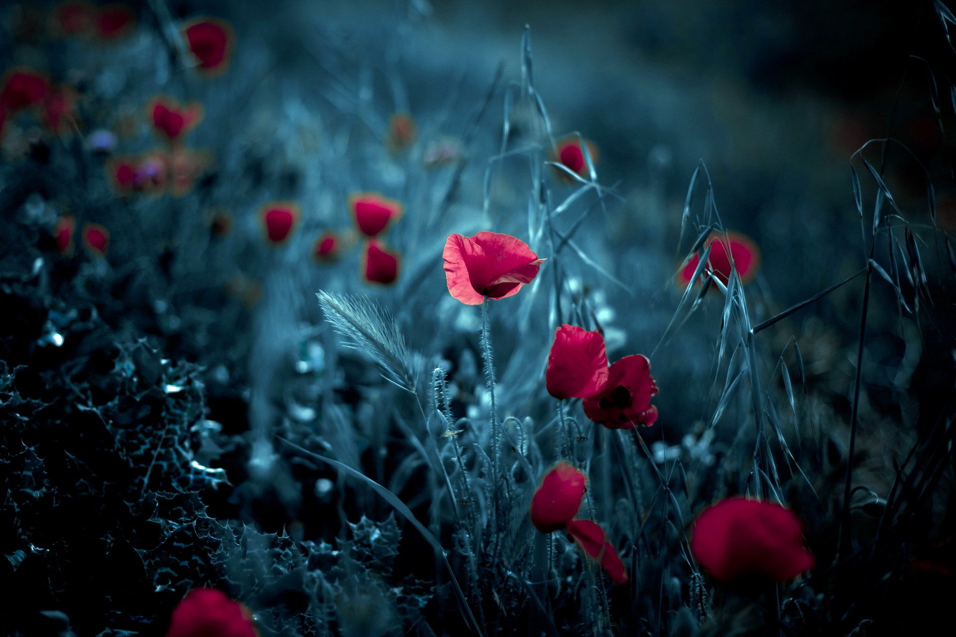 coquelicots fleurs fond