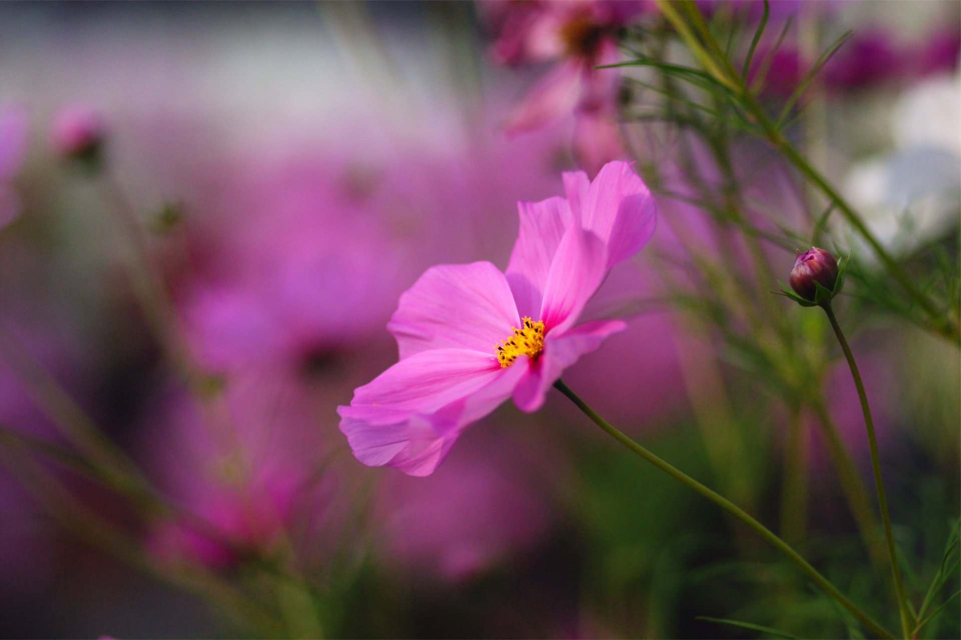 cosmea różowy jasny kwiat kwiaty pąki makro rozmycie