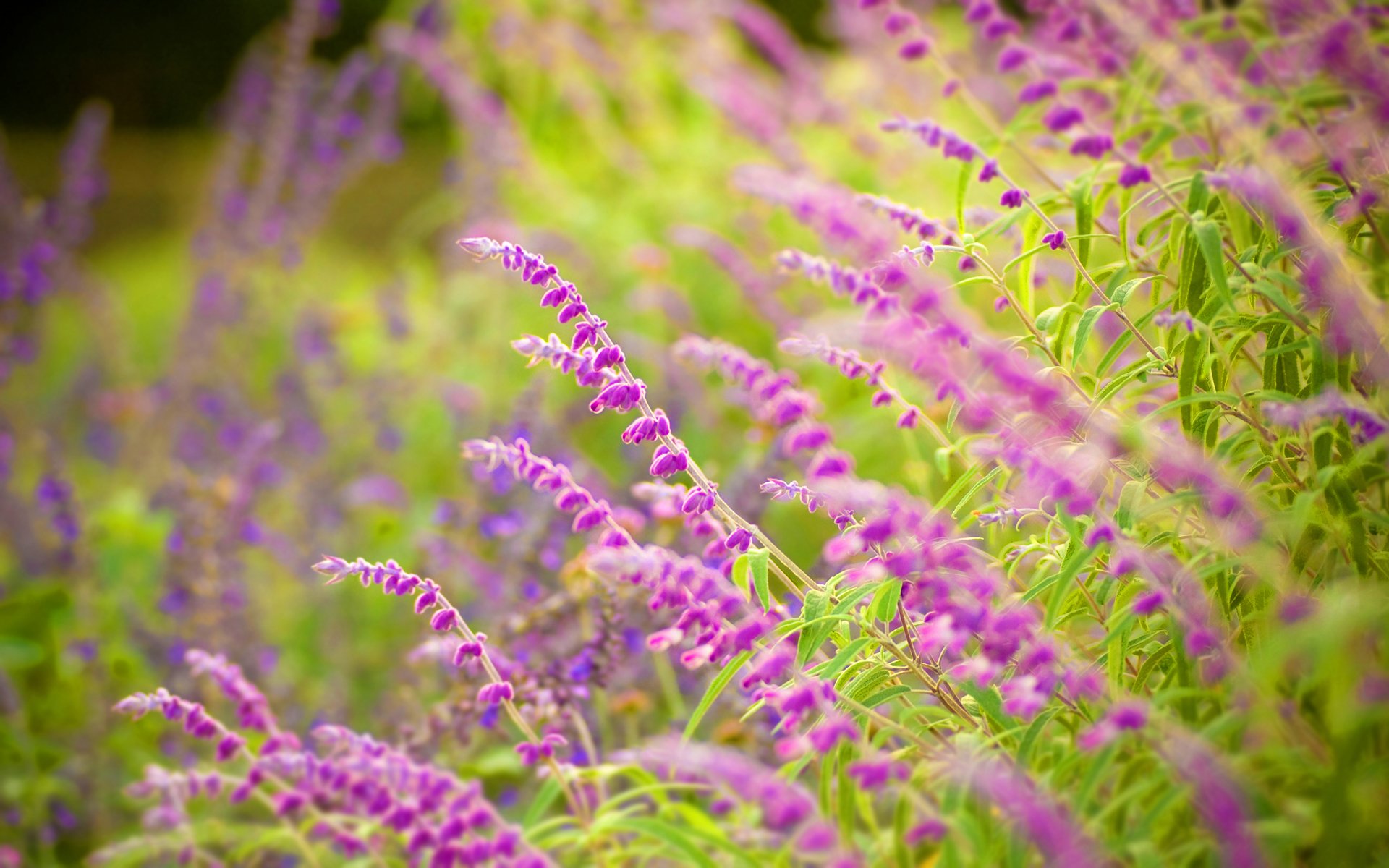 fleurs gros plan herbe nature verdure feuilles pétales mise au point forêt parc fraîcheur silence humeur été printemps bokeh beauté fonds d écran widescreen fonds d écran widescreen fonds d écran widescreen fleurs bokeh sauge