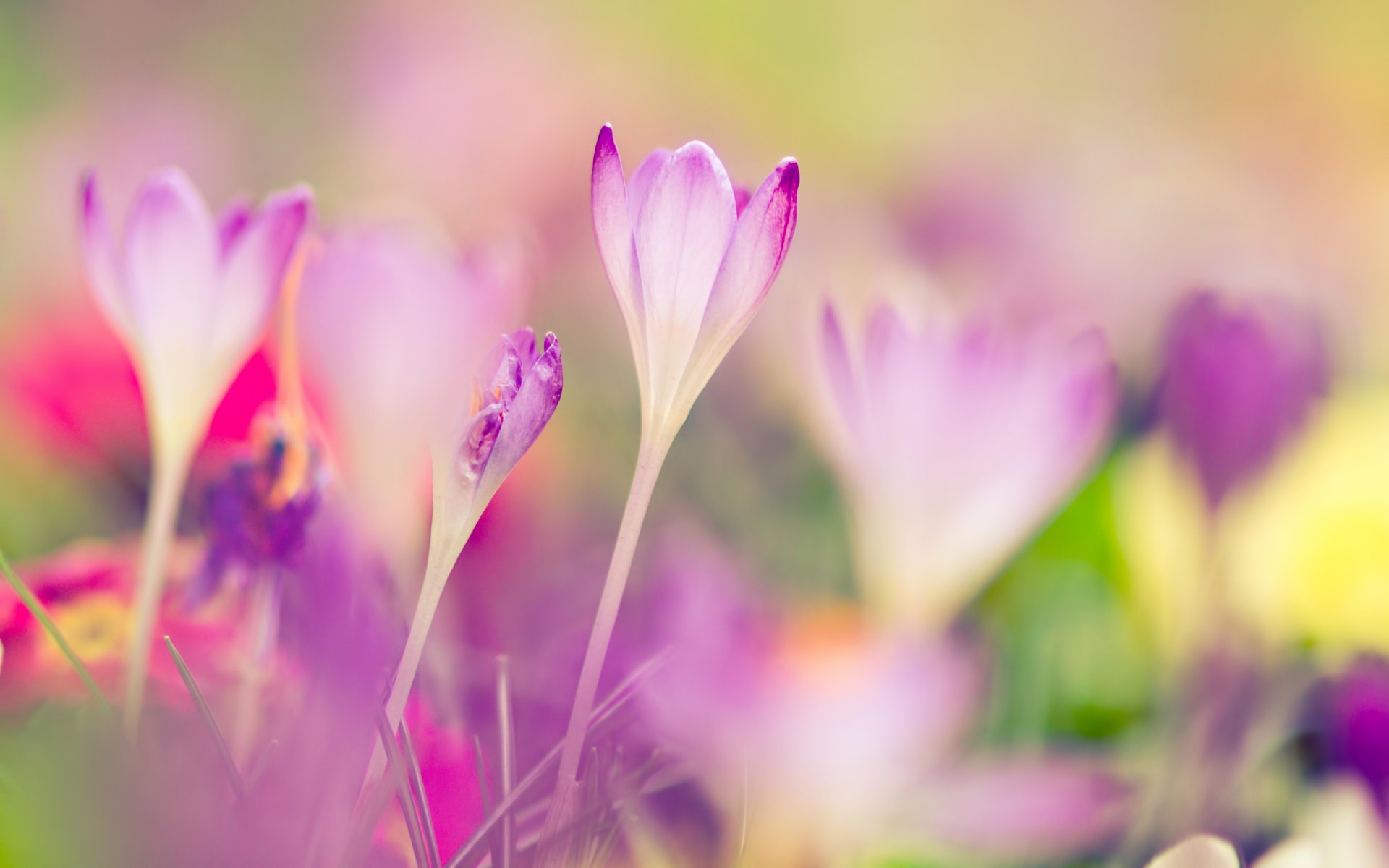 pring crocus primrose blur close up