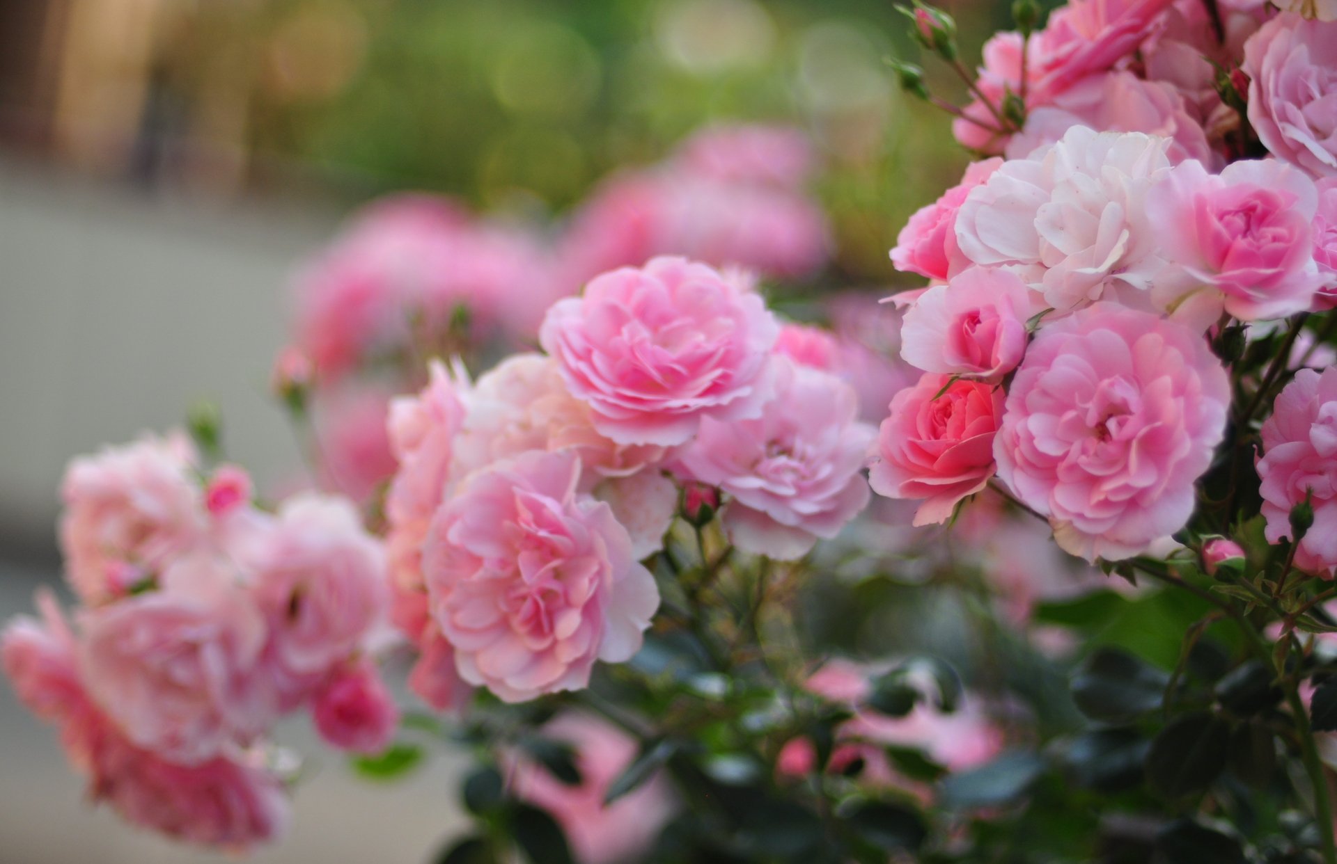 roses pink petals flower bush blur close up