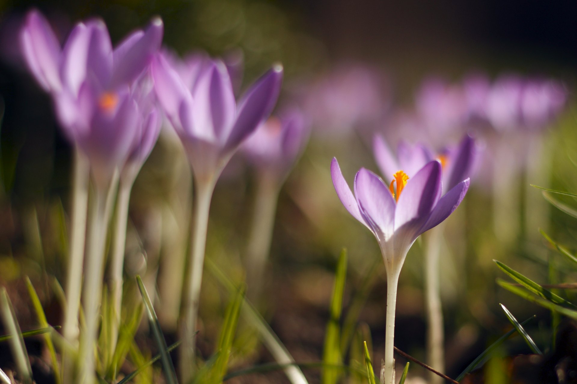 azafrán lila pétalos primavera hierba macro desenfoque reflejos