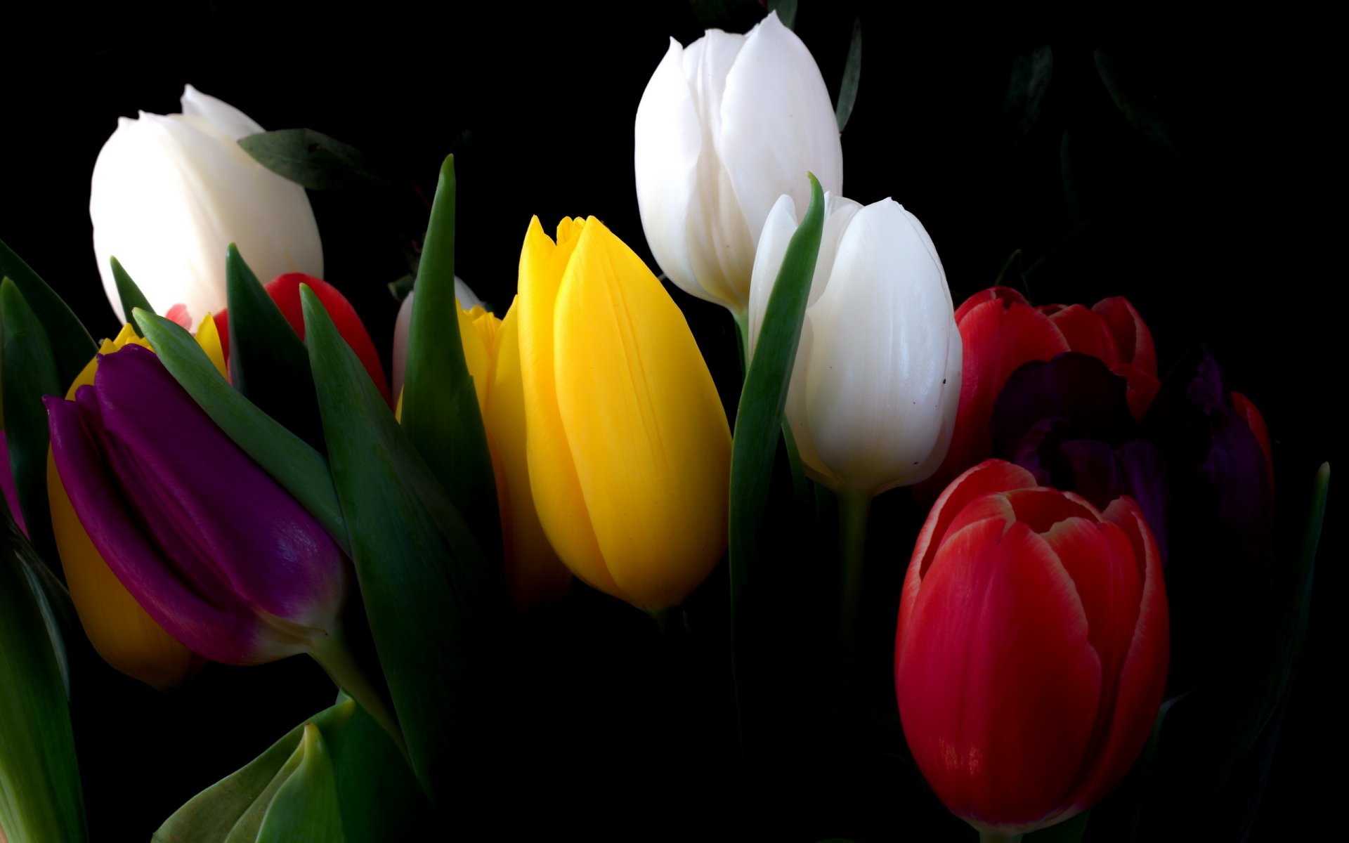 flower tulips bouquet