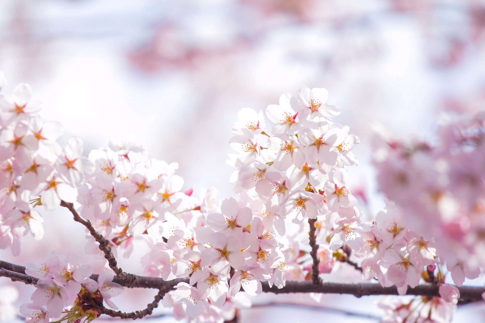 sakura fiori rosa petali rami cielo sole luce primavera fioritura