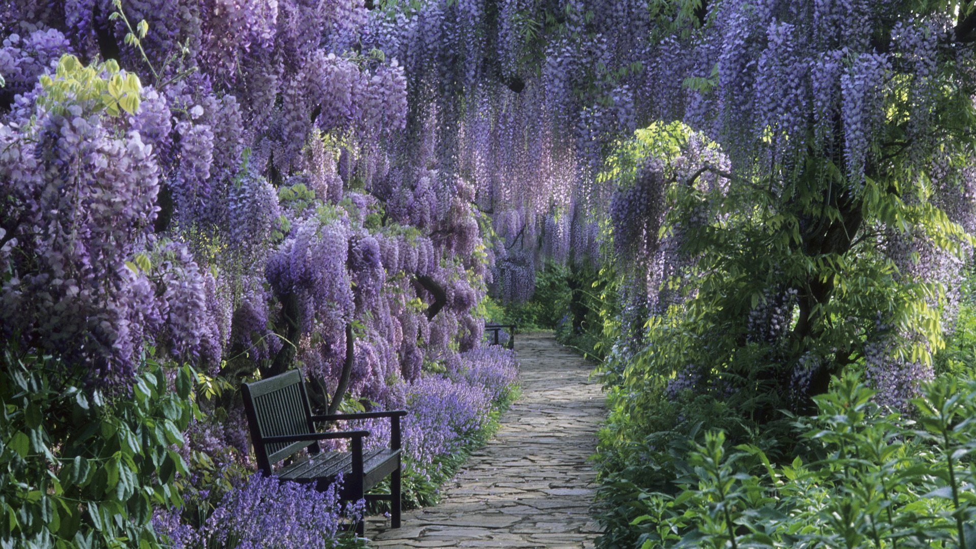 path flower bush bench park