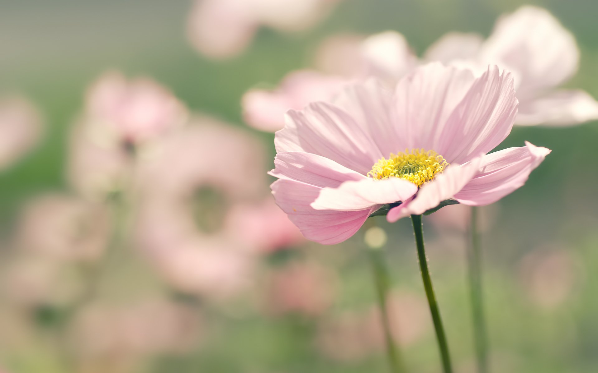 cosmea pink flower petals focus blur macro summer nature flower