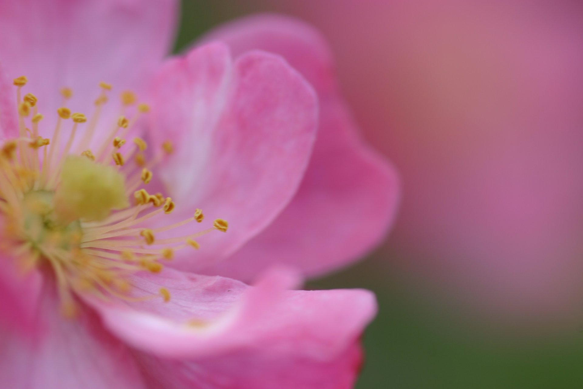 rose dog rose flower pink petals flowers tender spring close up