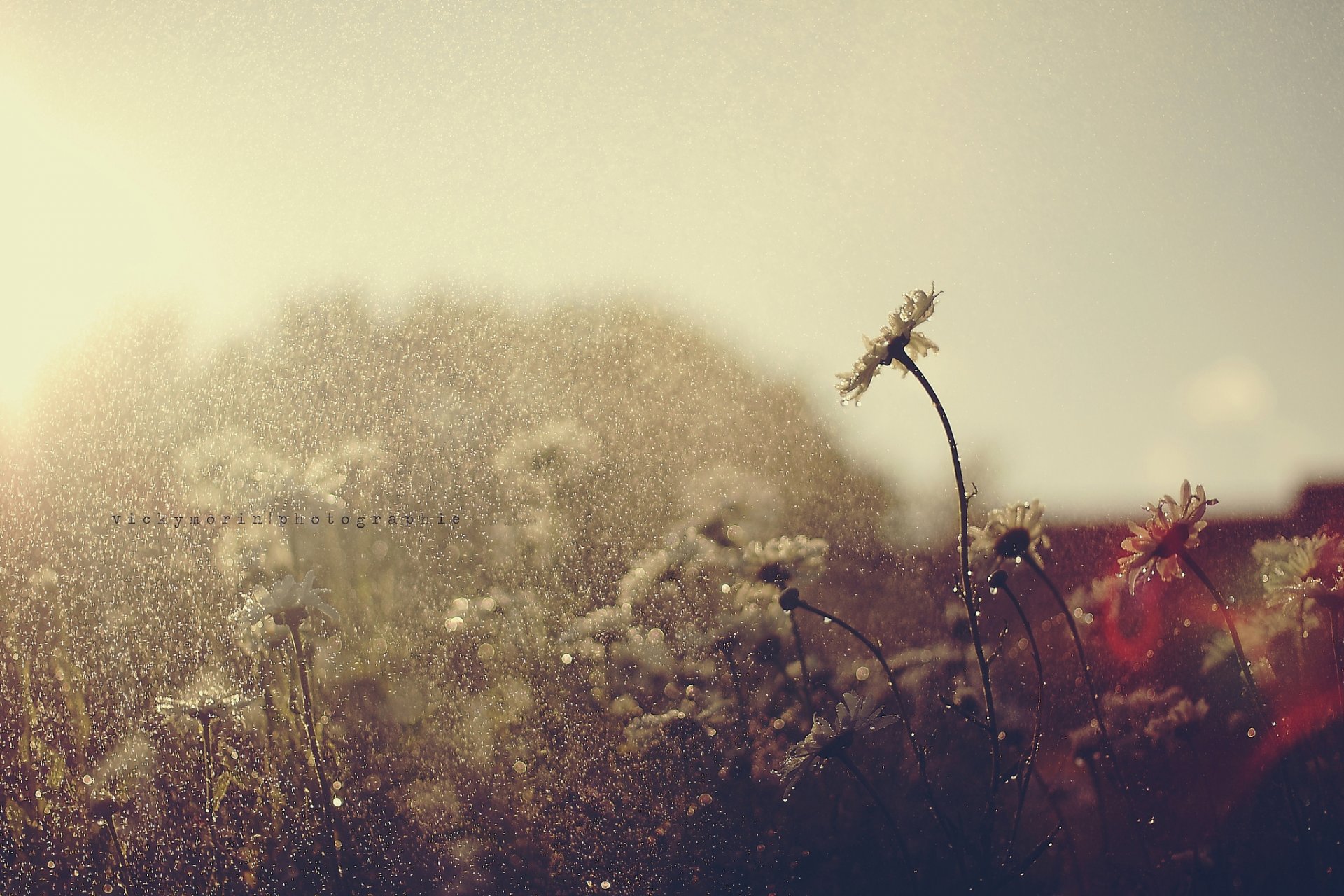 flores lluvia gotas verano