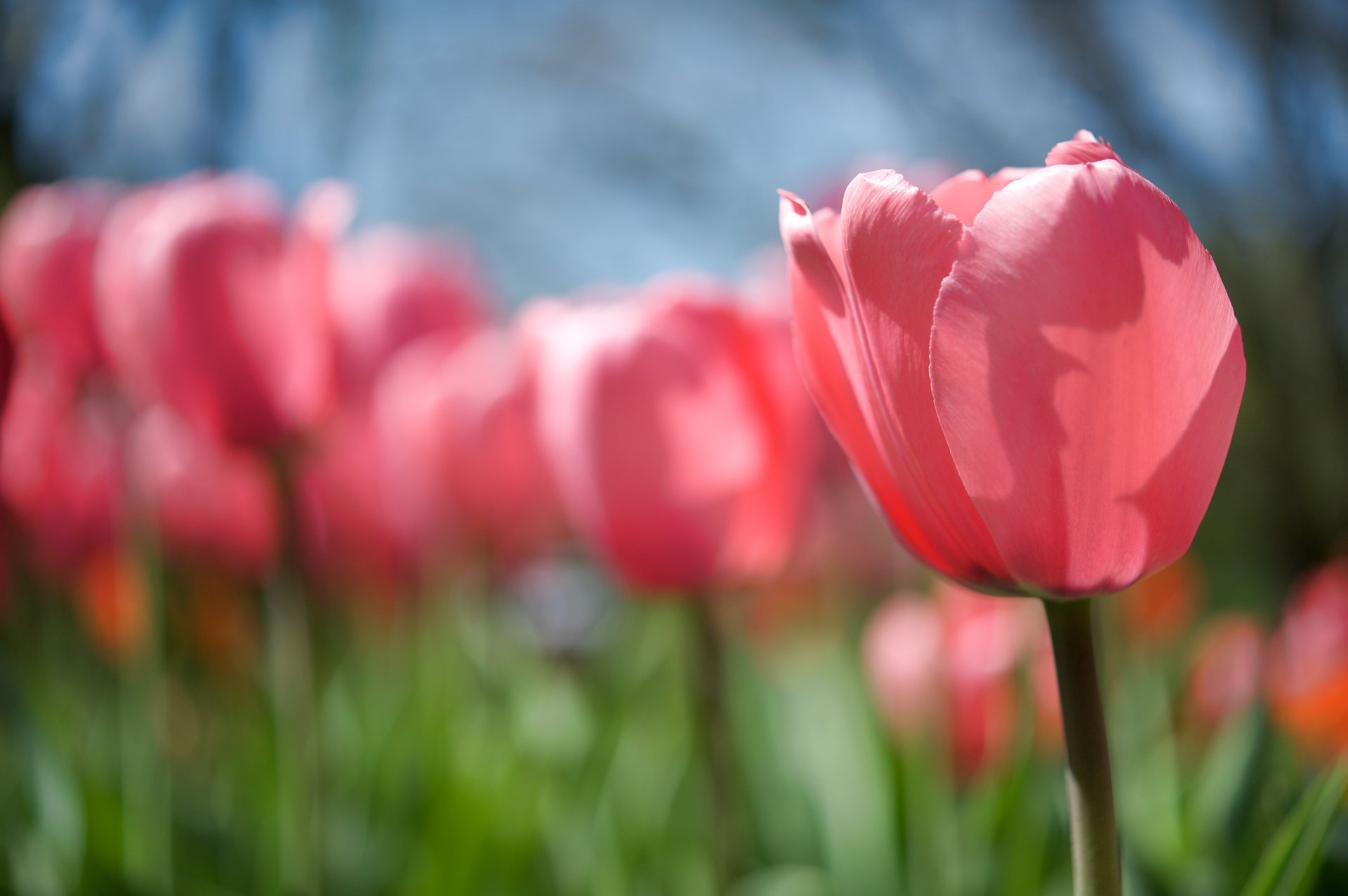 tulipan bud kwiat różowy łodyga polana wiosna światło słońce ciepło natura