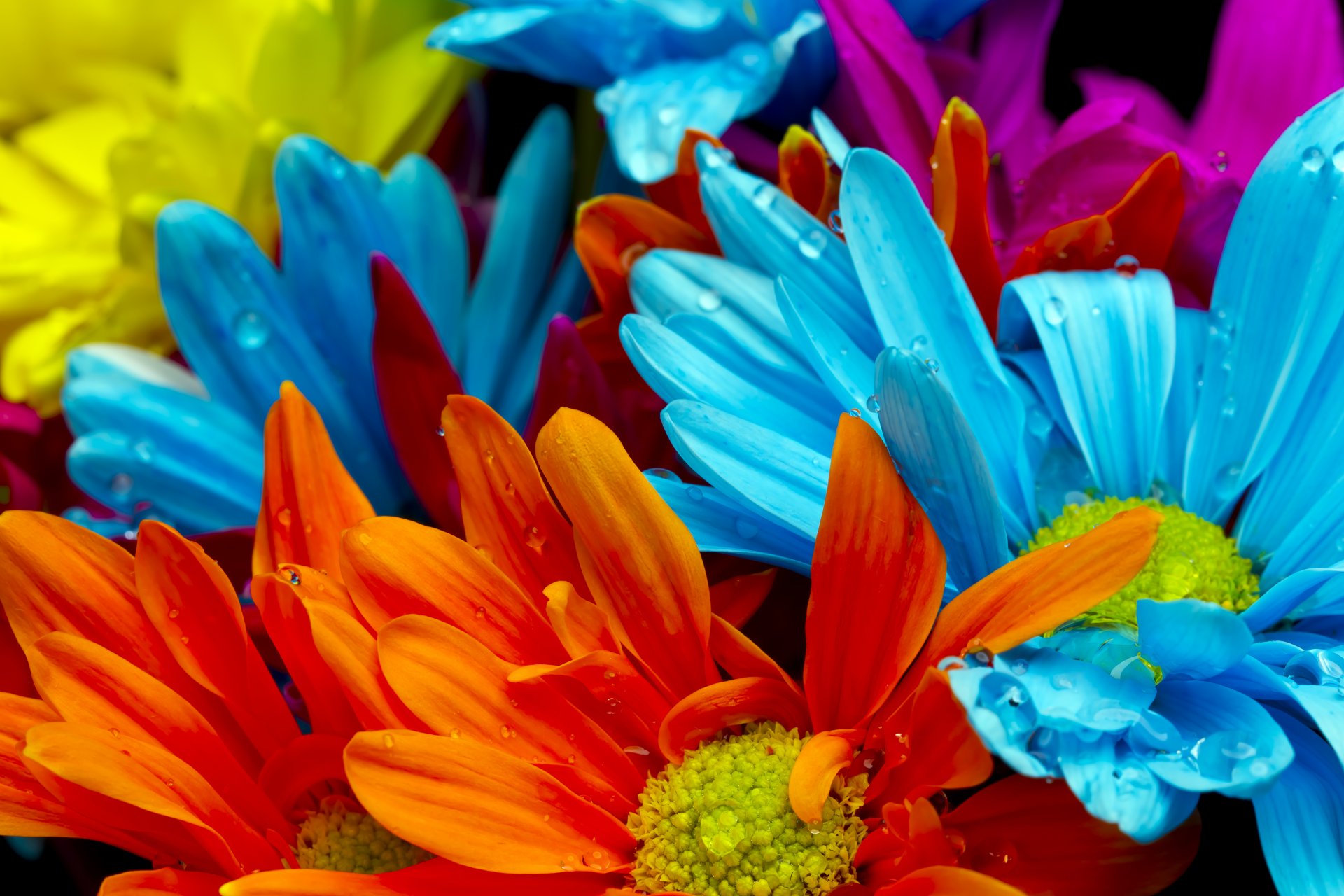 flores de colores brillantes gotas de agua naranja rojo púrpura rojo púrpura