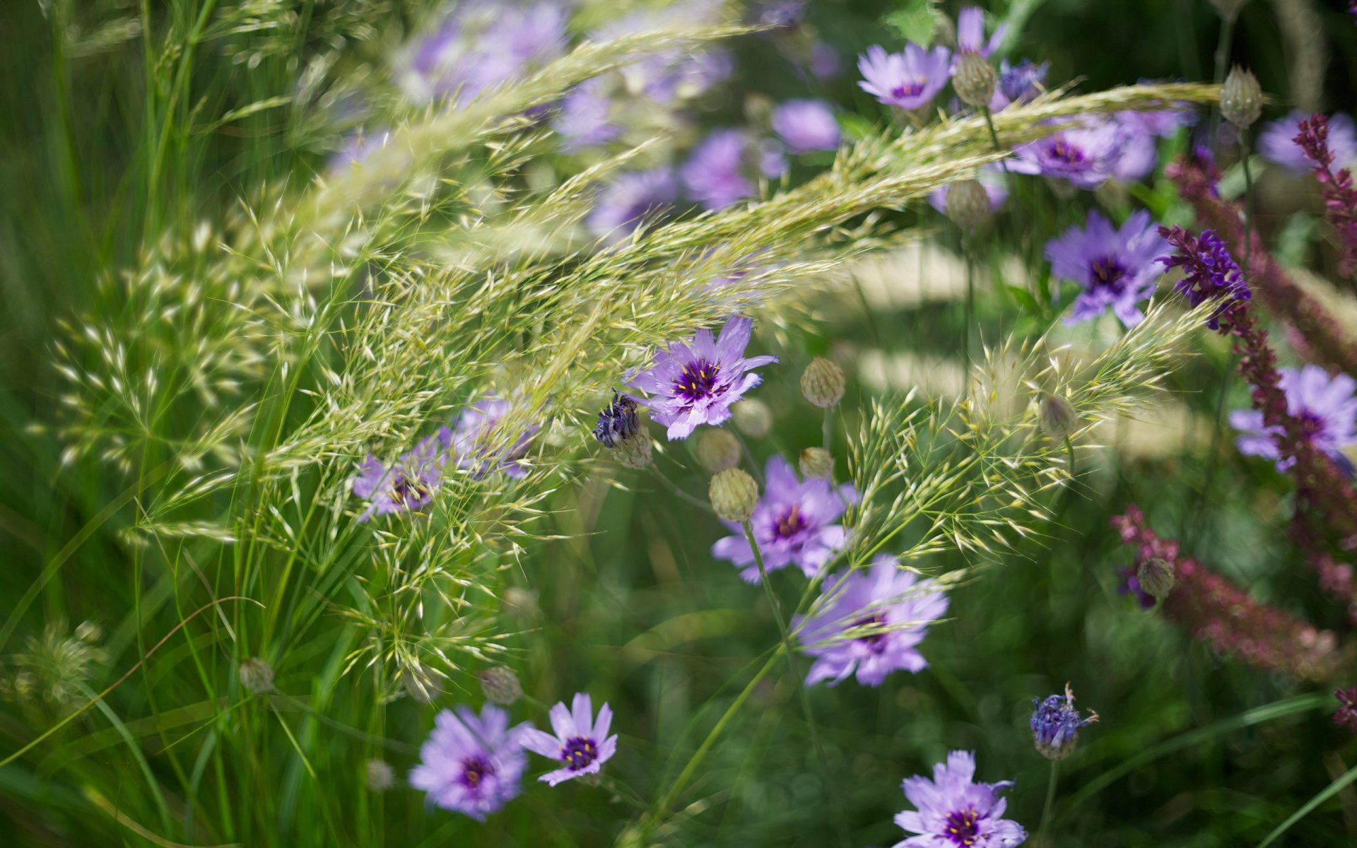 blumen gras natur sommer