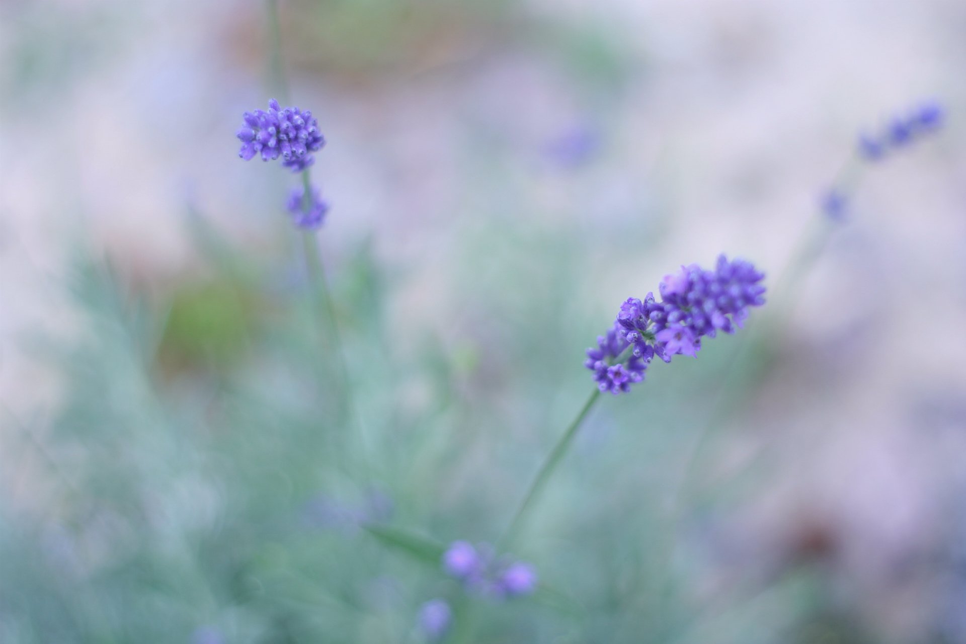 lavande lilas fleurs champ gros plan flou