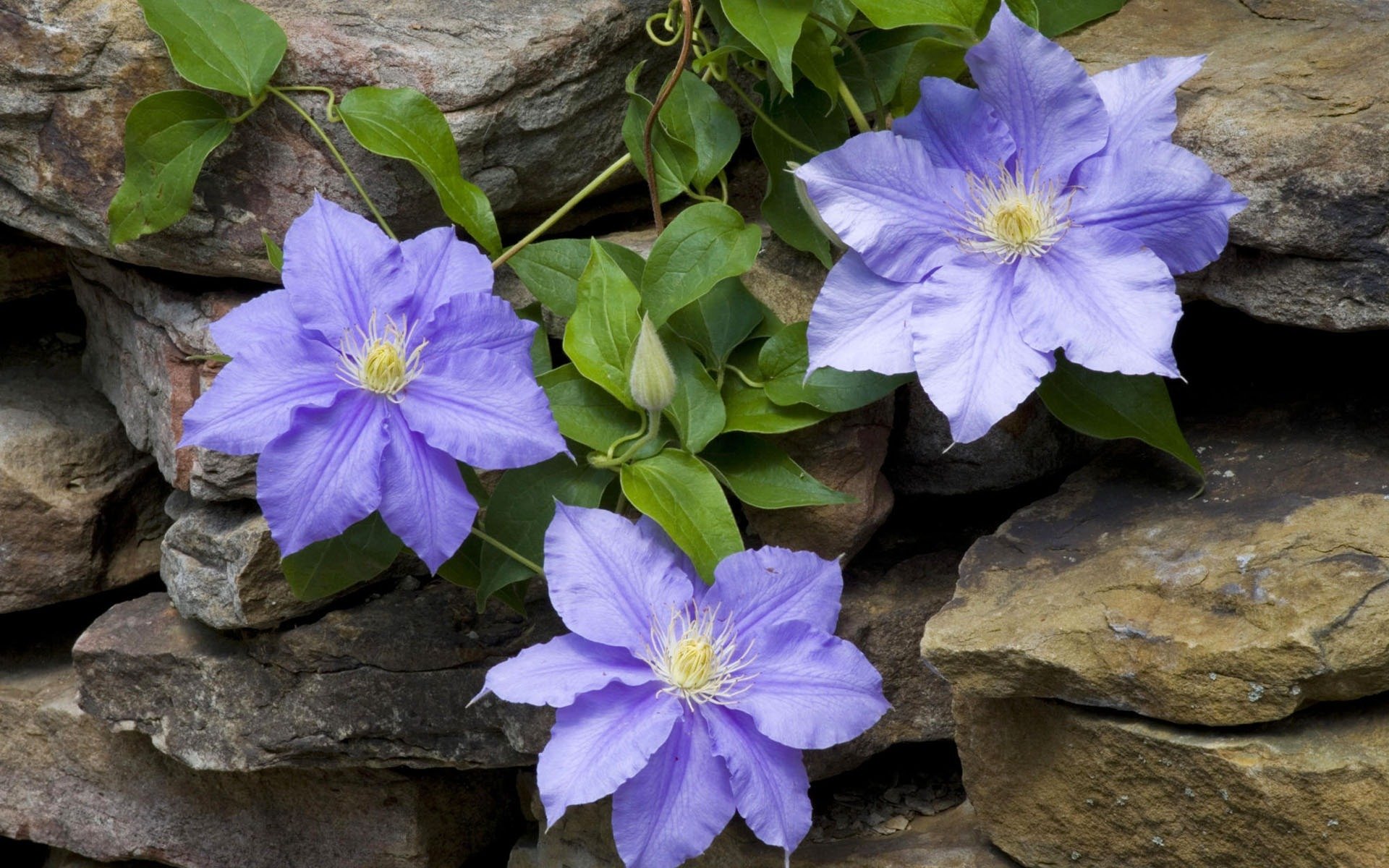 makro blumen clematis stein mauerwerk liane flieder