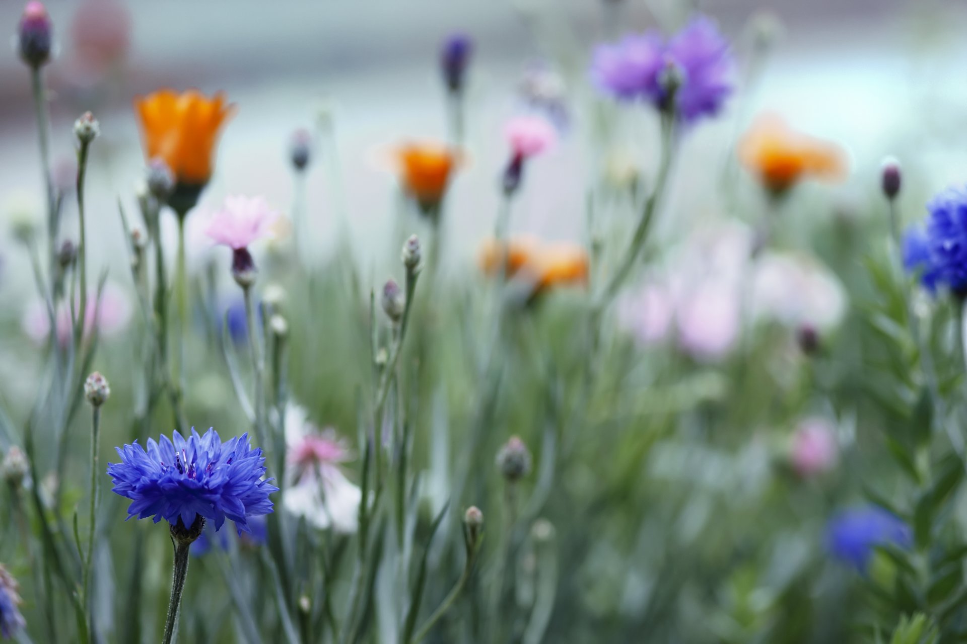 the field cornflowers blue orange pink flowers buds grass close up blur