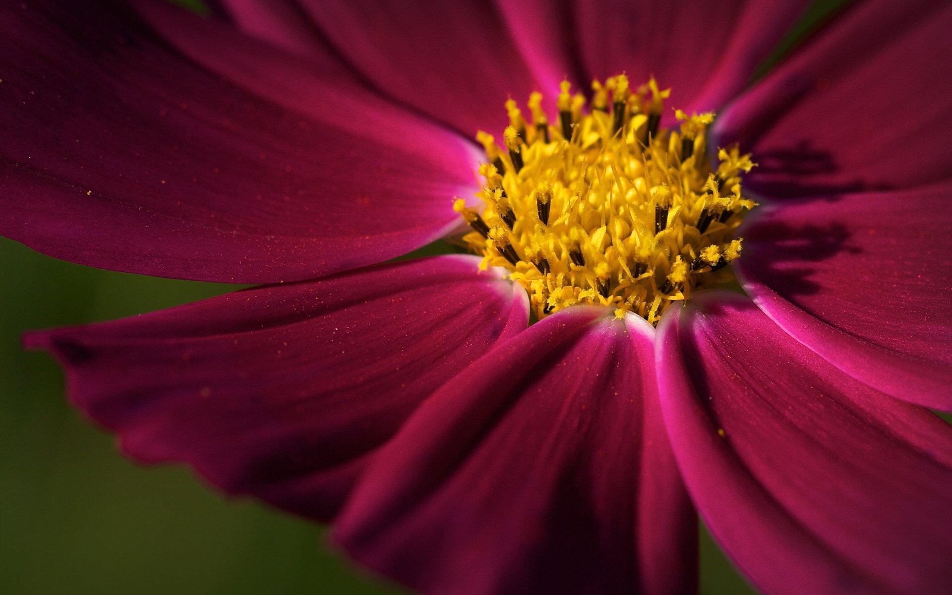 flowers flower flowers flowers flower petal petals focus desktop wallpapers desktop wallpapers best desktop wallpapers desktop screensavers widescreen wallpapers widescreen wallpapers widescreen wallpapers download wallpapers desktop wallpaper