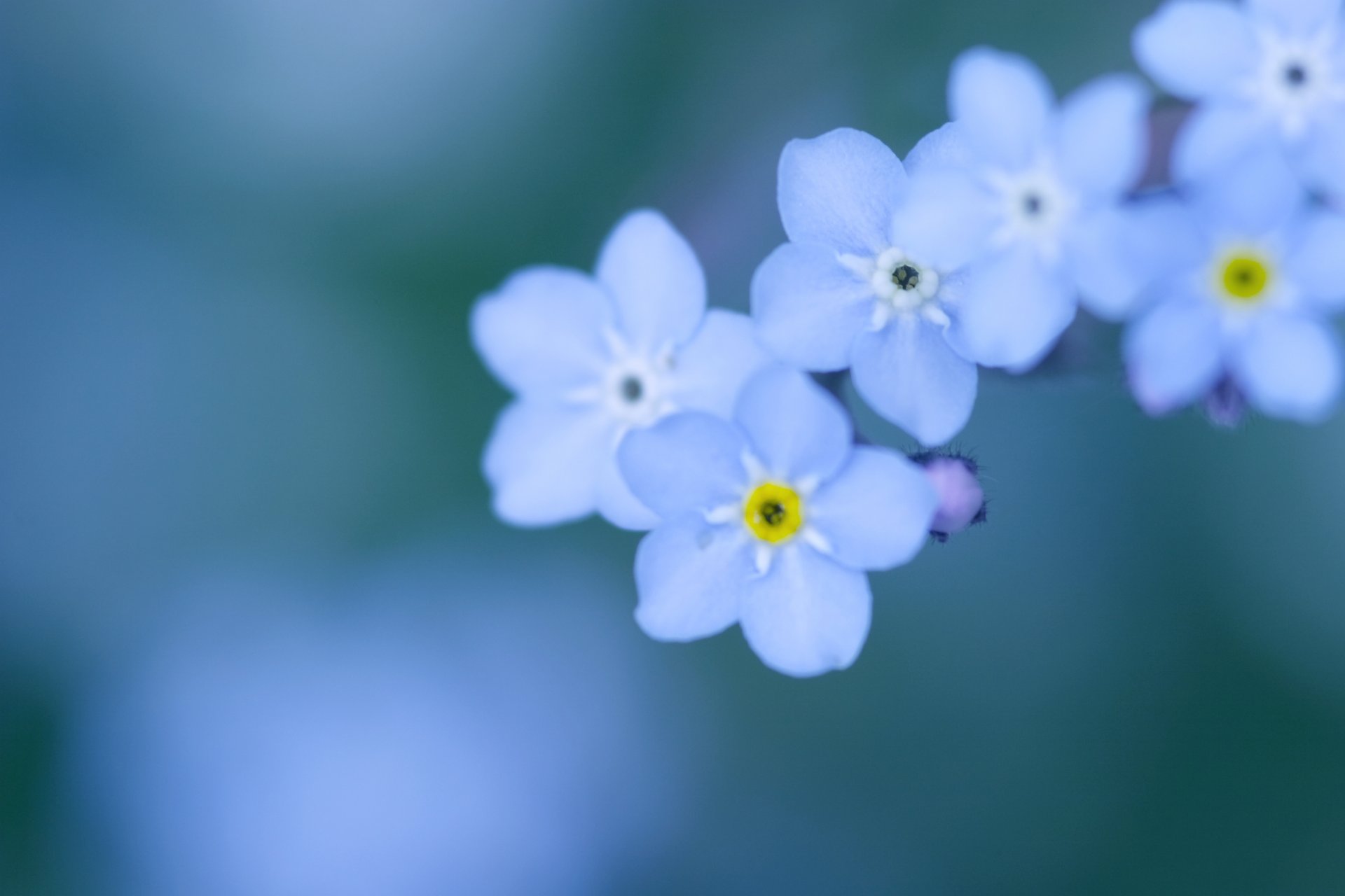 forget-me-nots flowers small petals blue blue color background blurriness tenderness macro