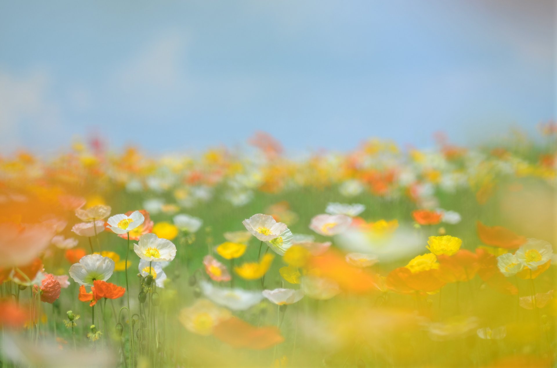 coquelicots fleurs jaune orange blanc tiges herbe champ clairière ciel été flou tendresse