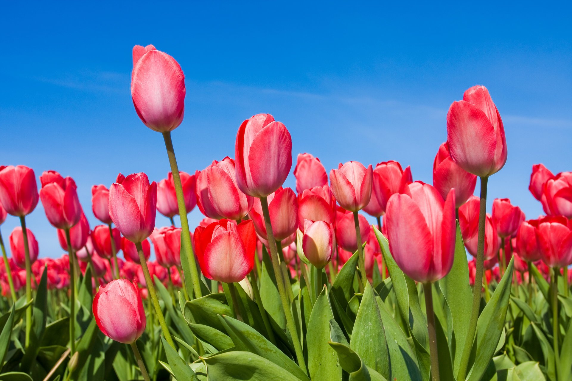 tulips flower buds spring sky