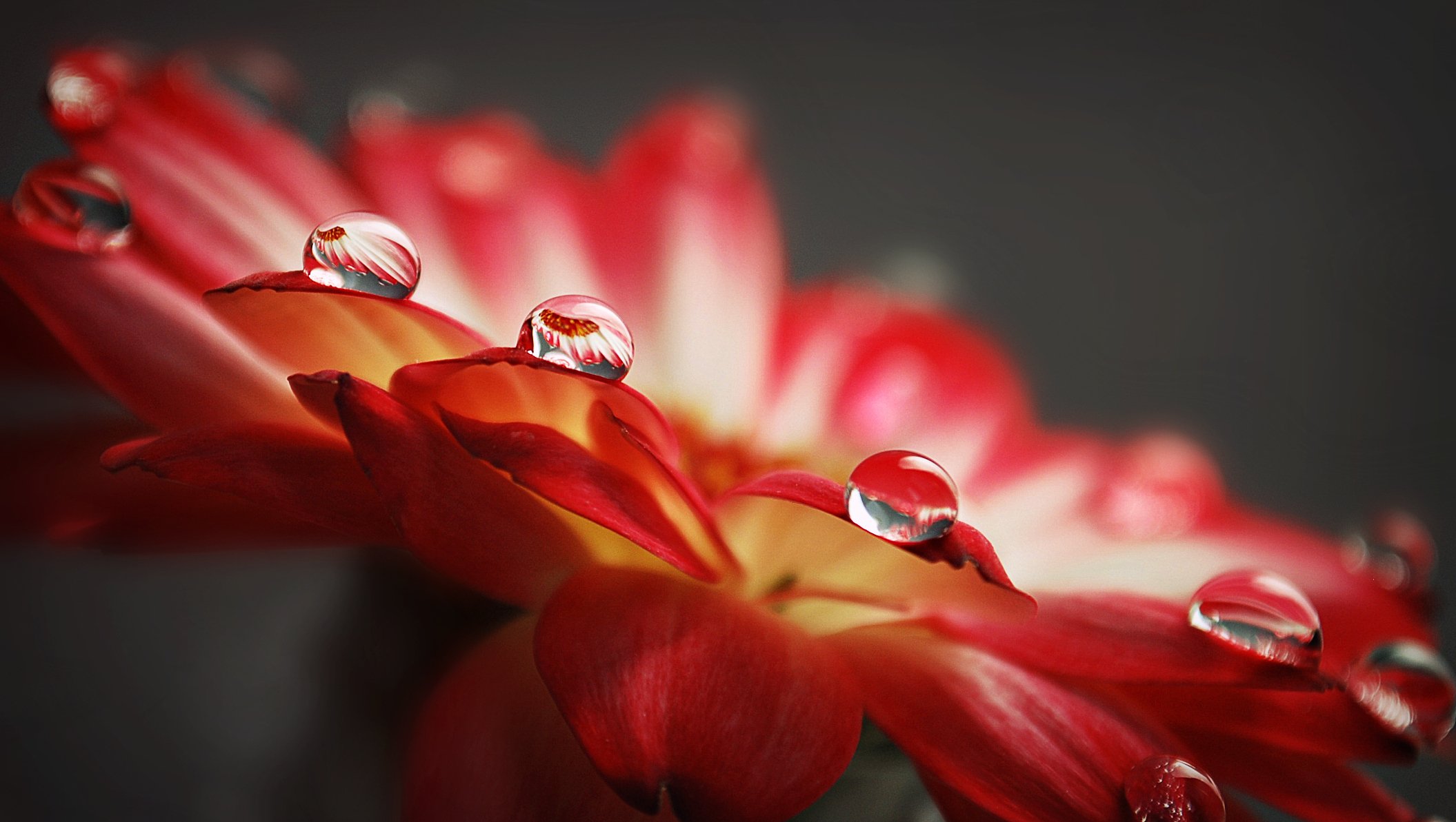 drops reflection petal