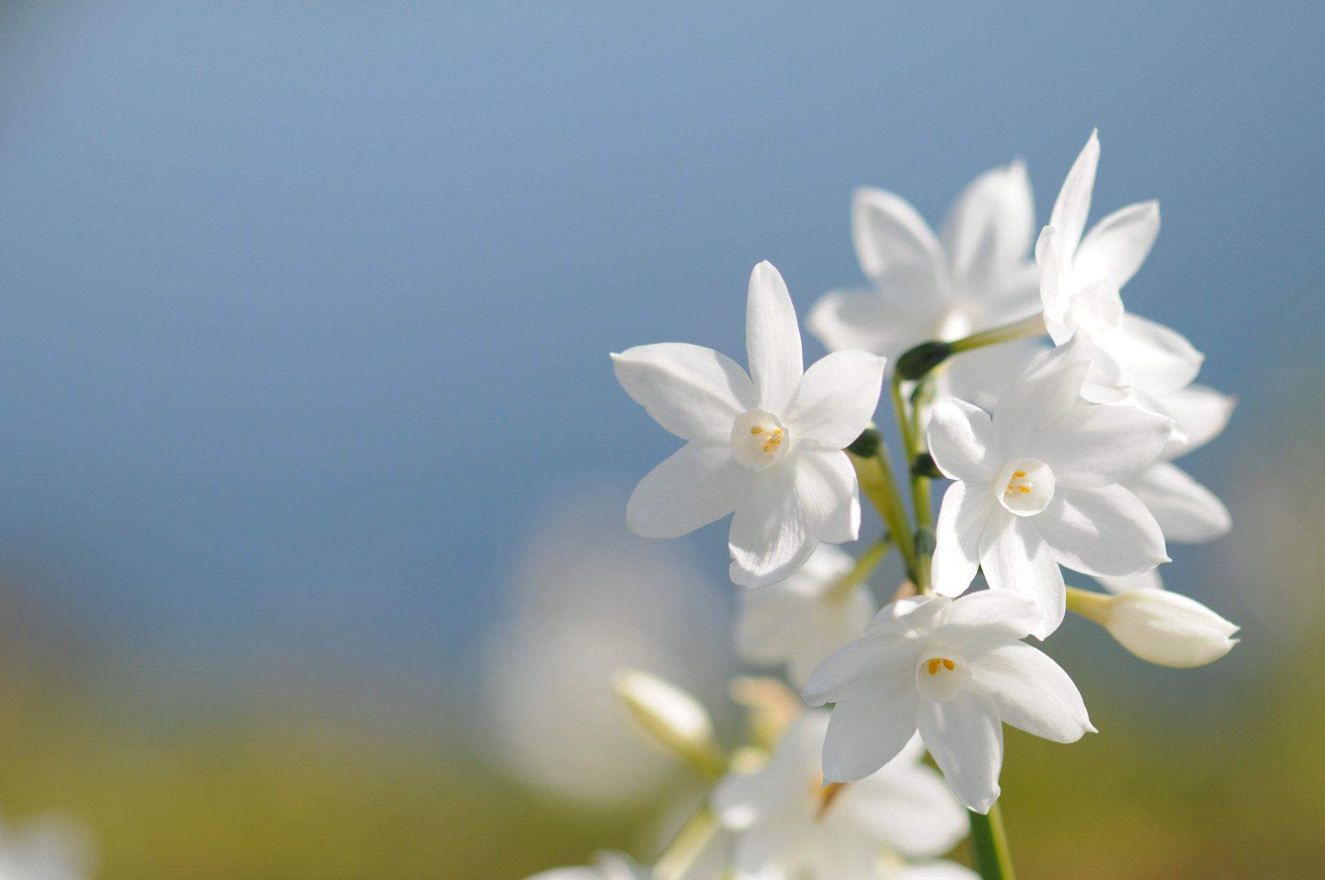 fleur blanc pétales champ ciel bleu printemps gros plan