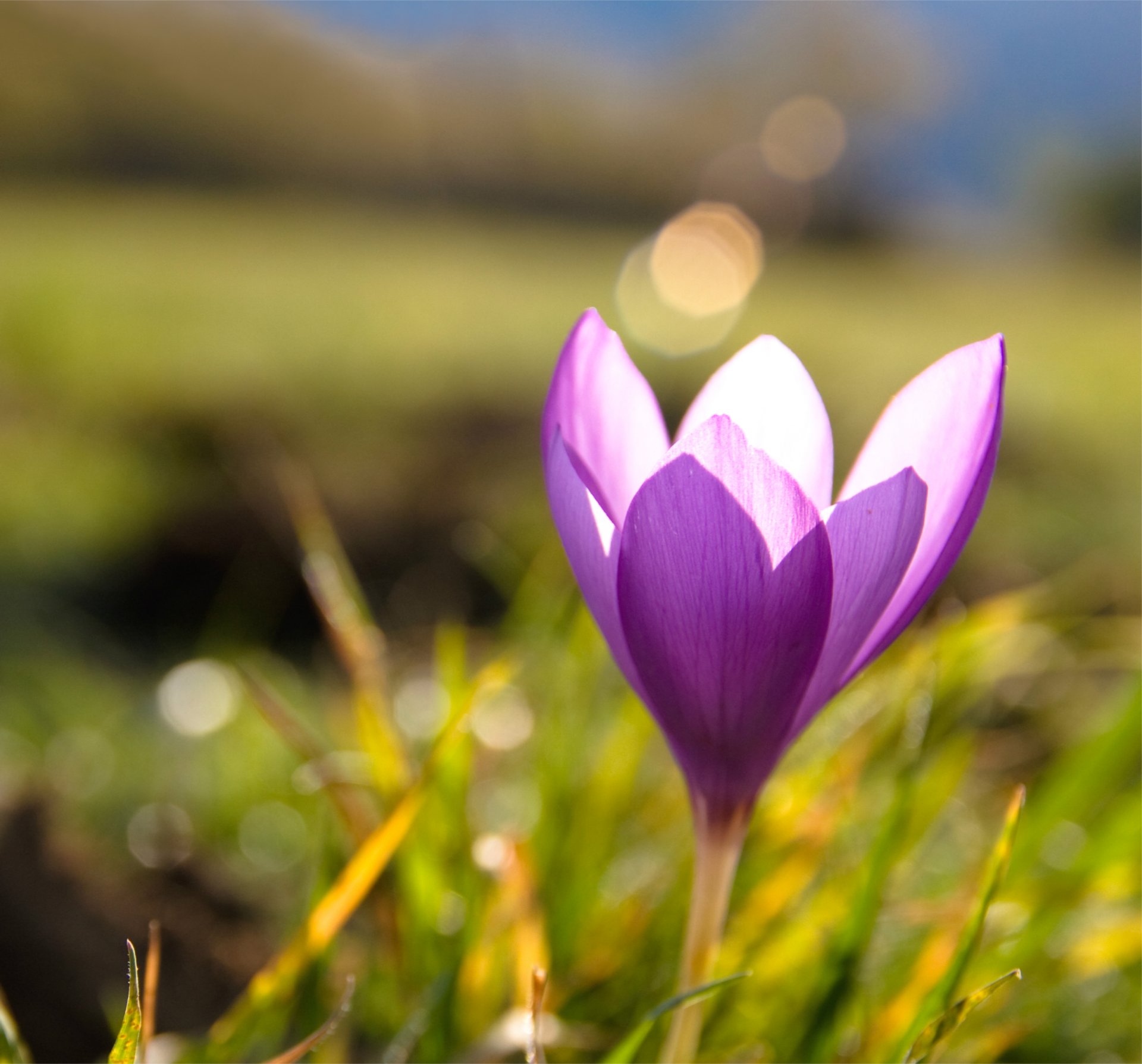 krokus flieder gras frühling blendung makro unschärfe