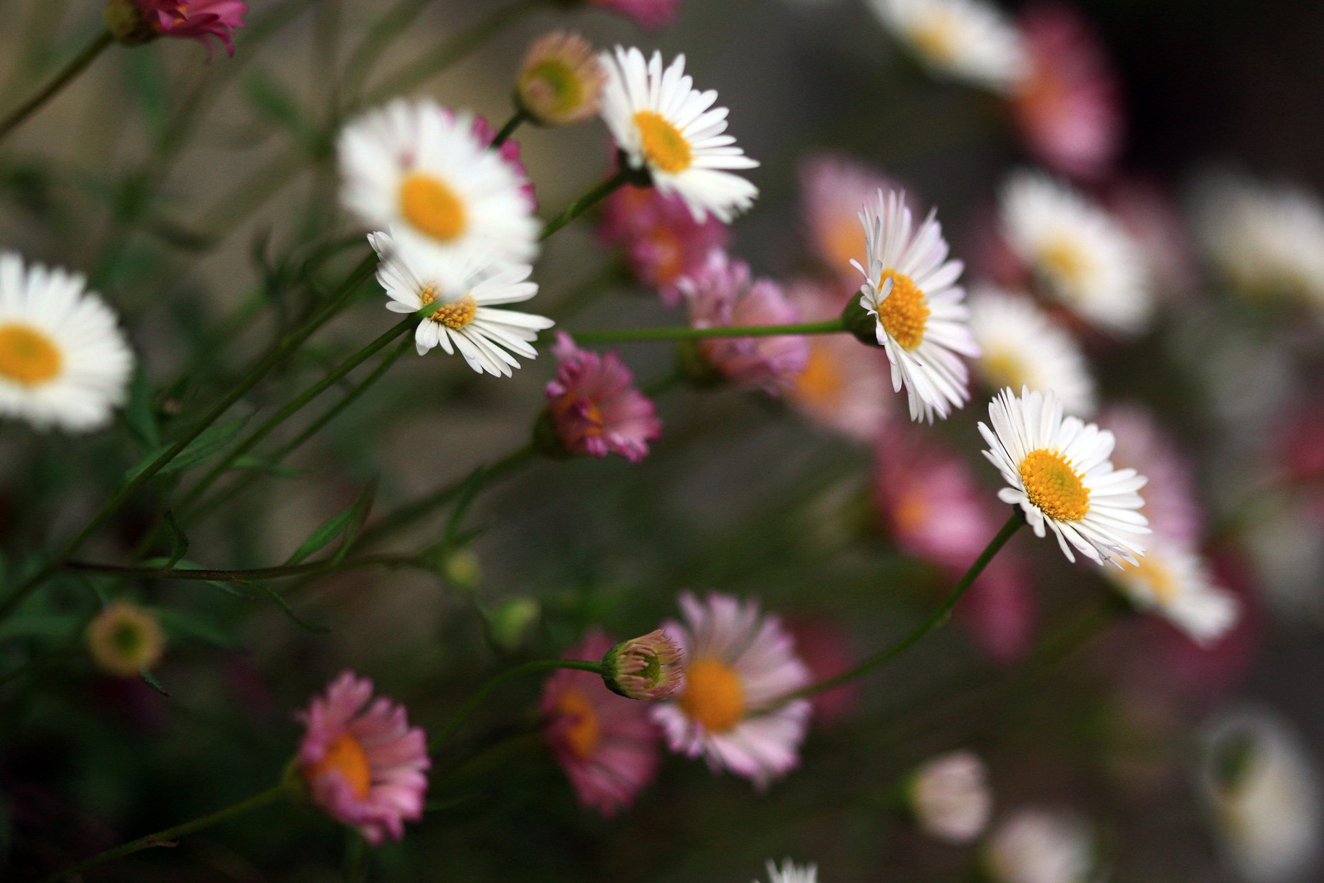 blumen weiß rosa schön