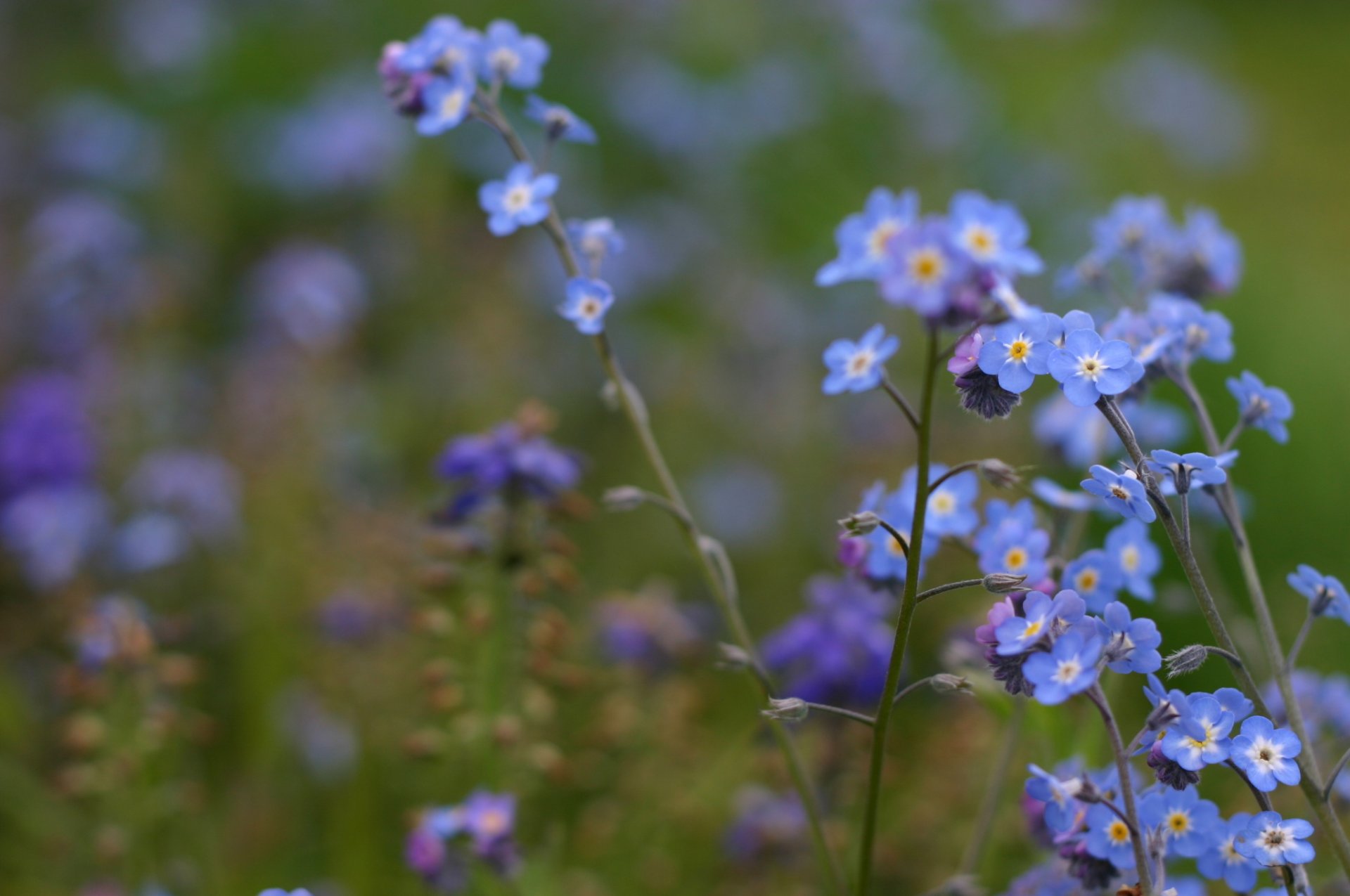 gros plan fleurs champ myosotis flou